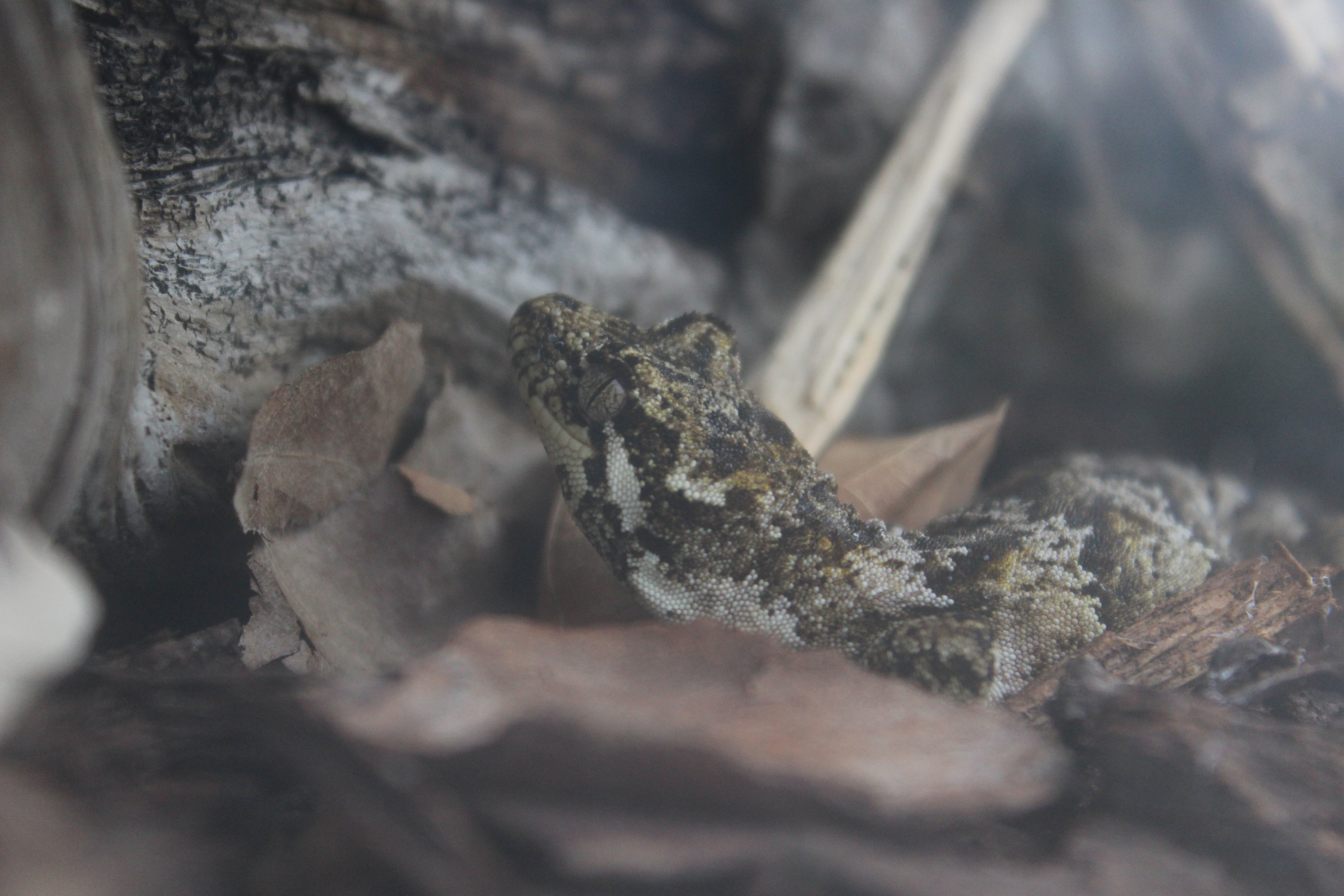 Mokopirirakau granulatus, Wildlife Foxton Trust