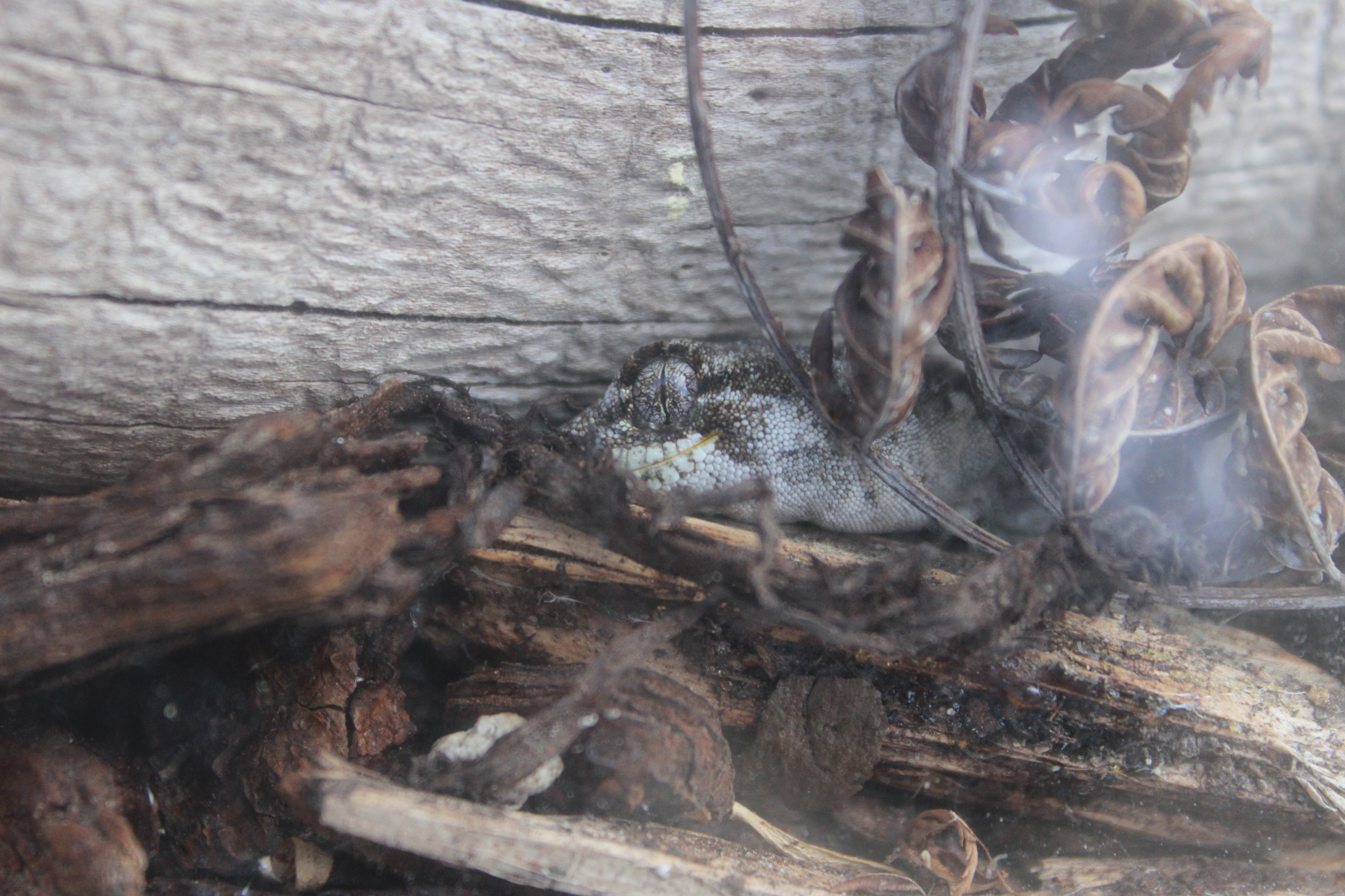 Mokopirirakau granulatus, Wildlife Foxton Trust