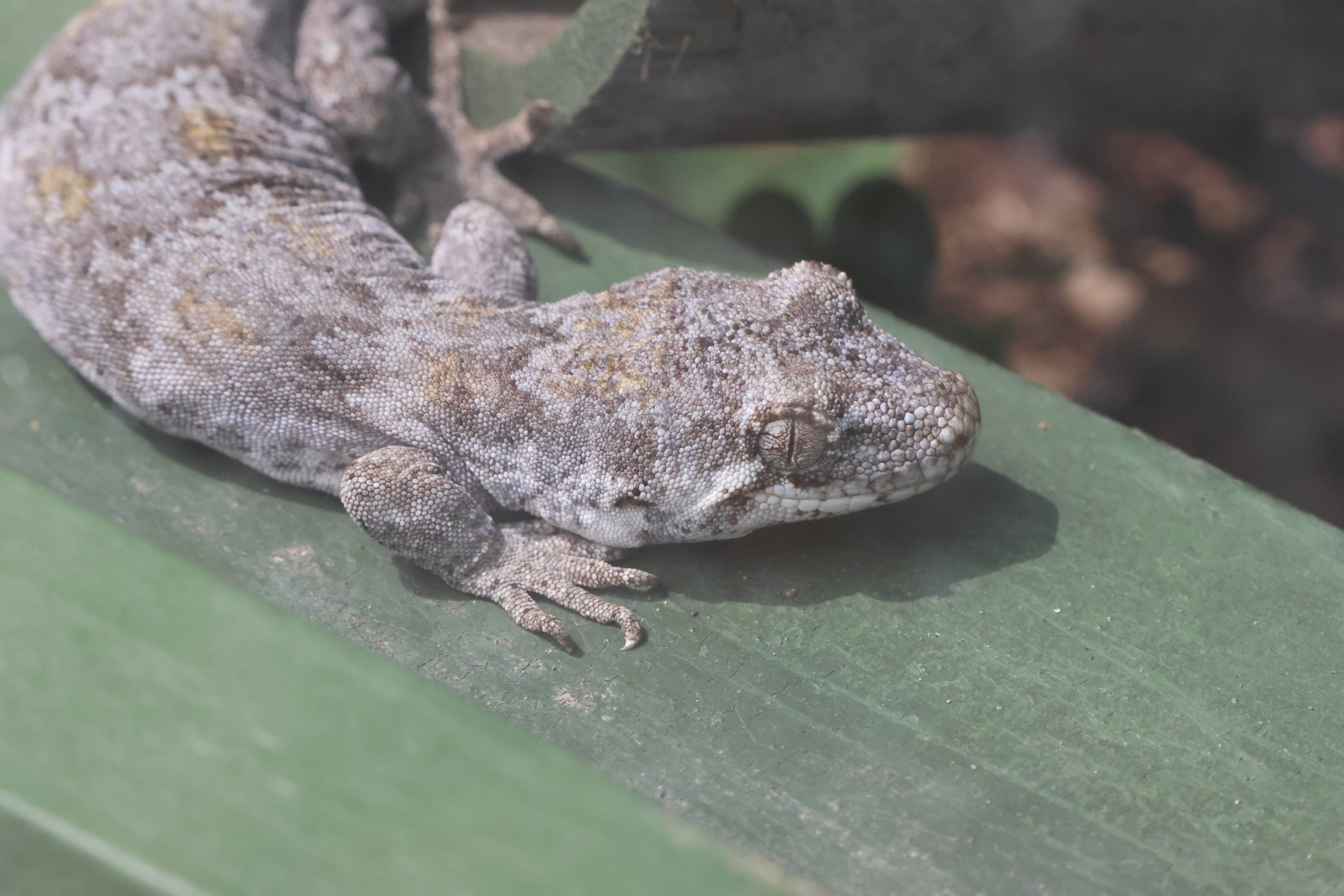 Mokopirirakau sp. (not signed)