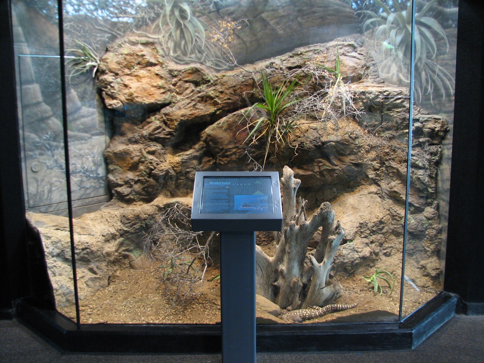 MOLA - Adaptations Gallery - Beaded Lizard Exhibit