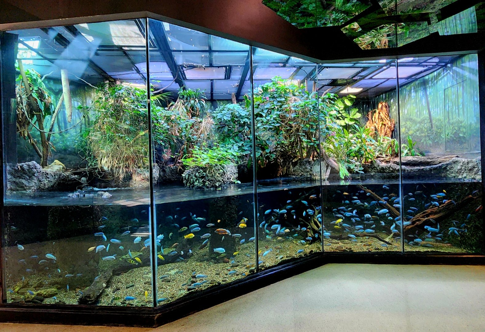 MOLA - African Flooded Forest Exhibit