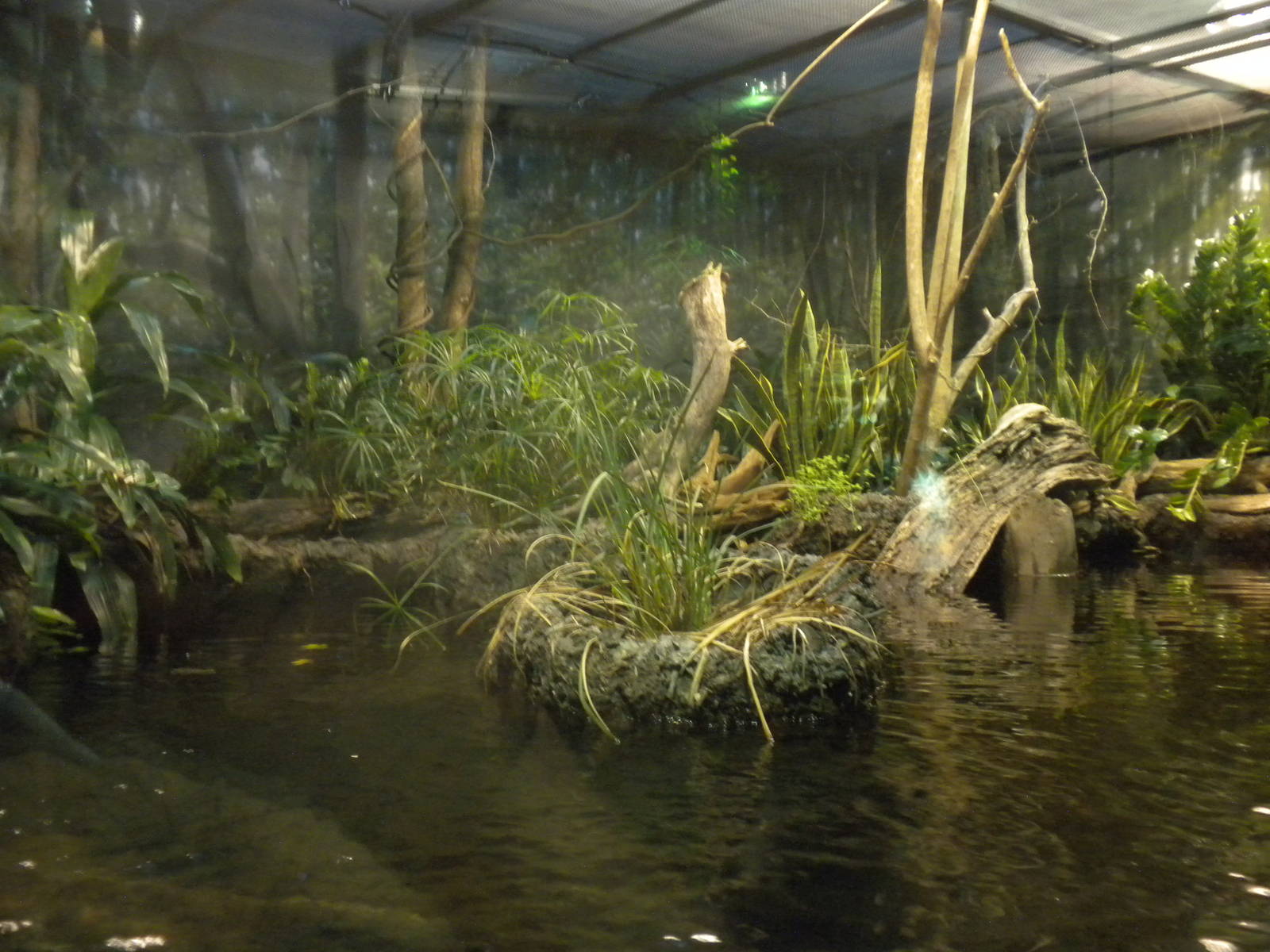 MOLA - African Flooded Forest