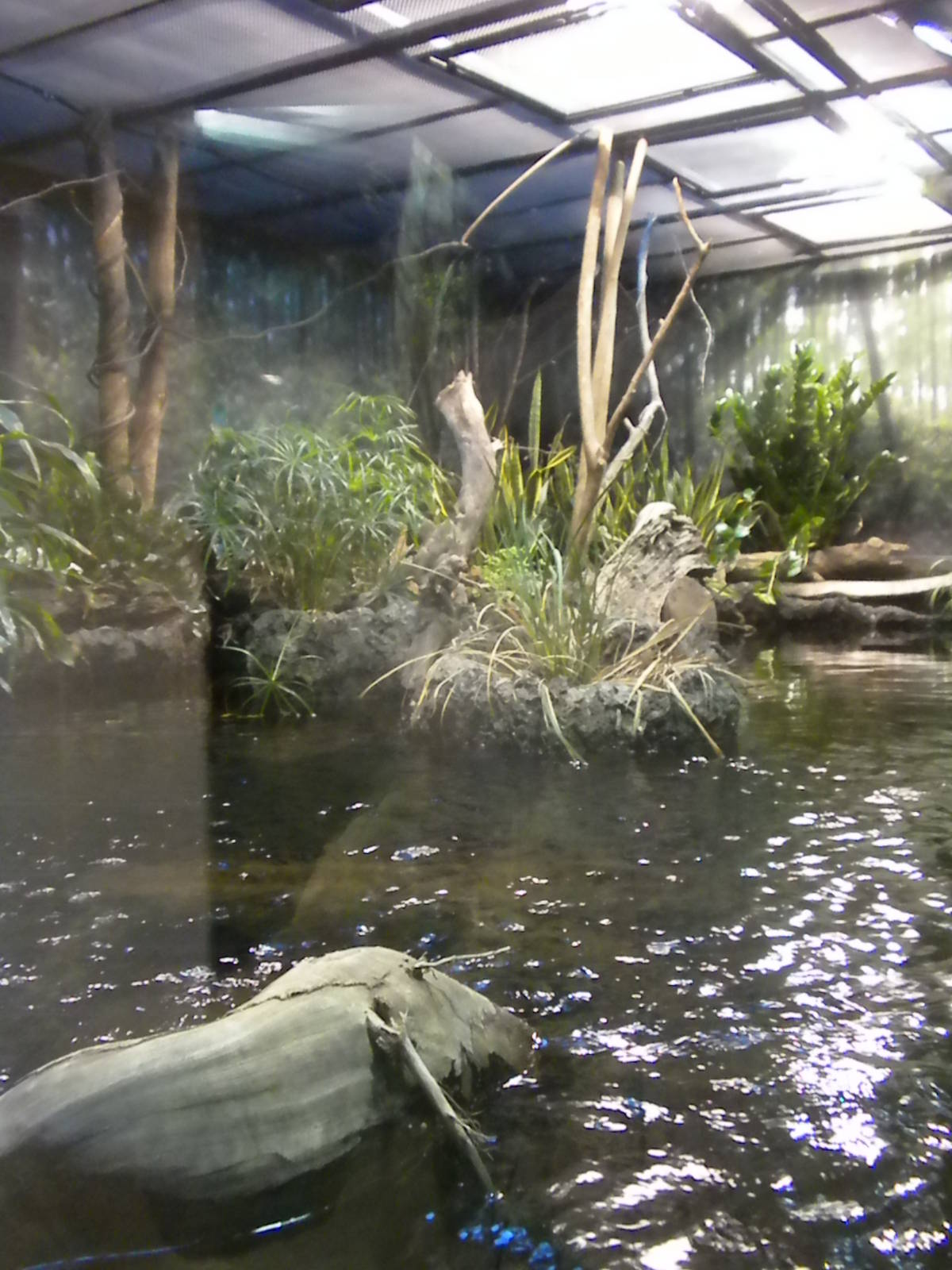 MOLA - African Flooded Forest