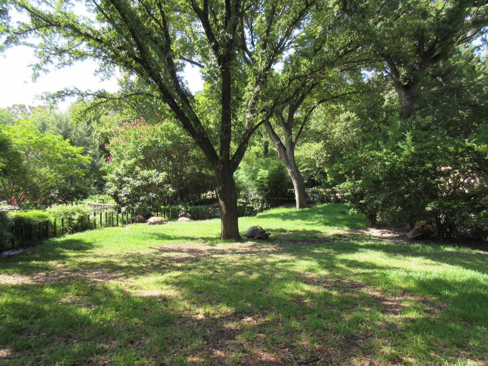 MOLA - Aldabra Tortoise Exhibit