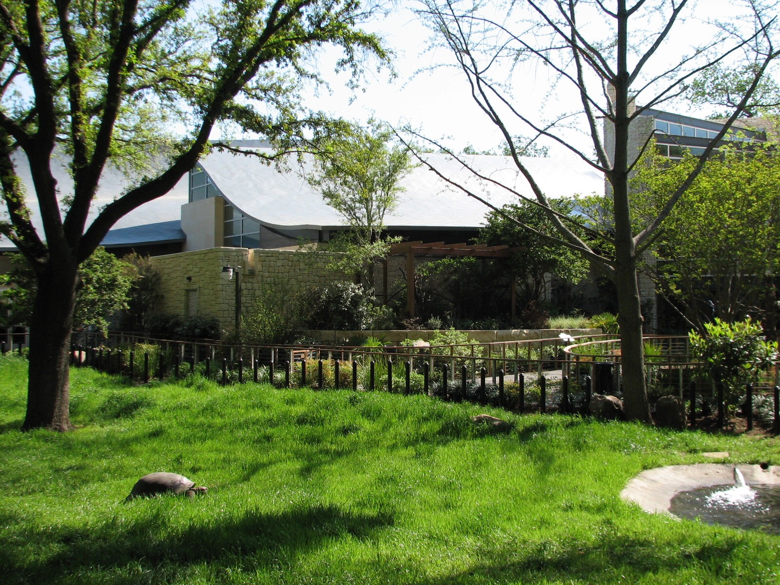 MOLA - Aldabra Tortoise Exhibit