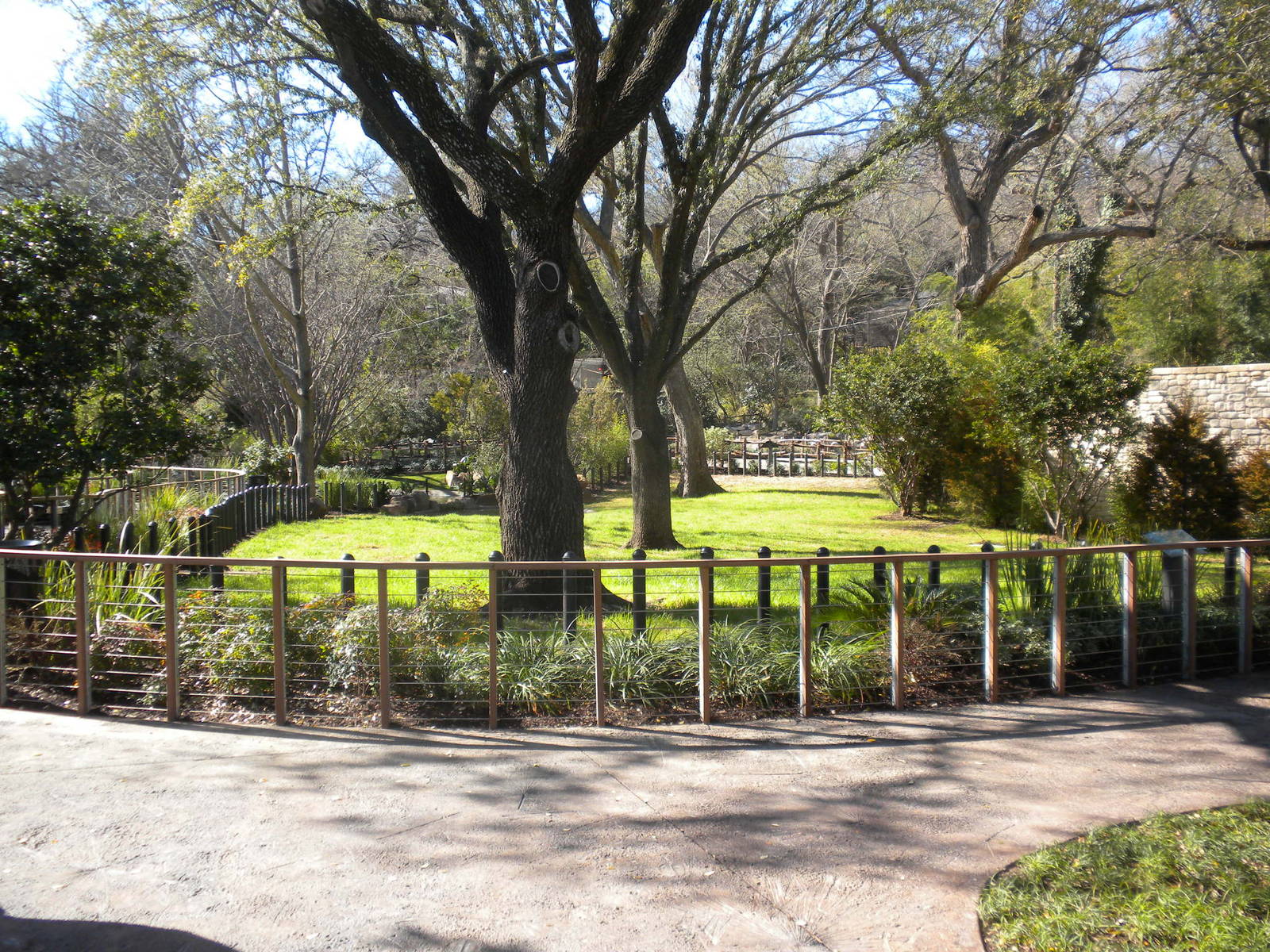 MOLA - Aldabra Tortoise yard