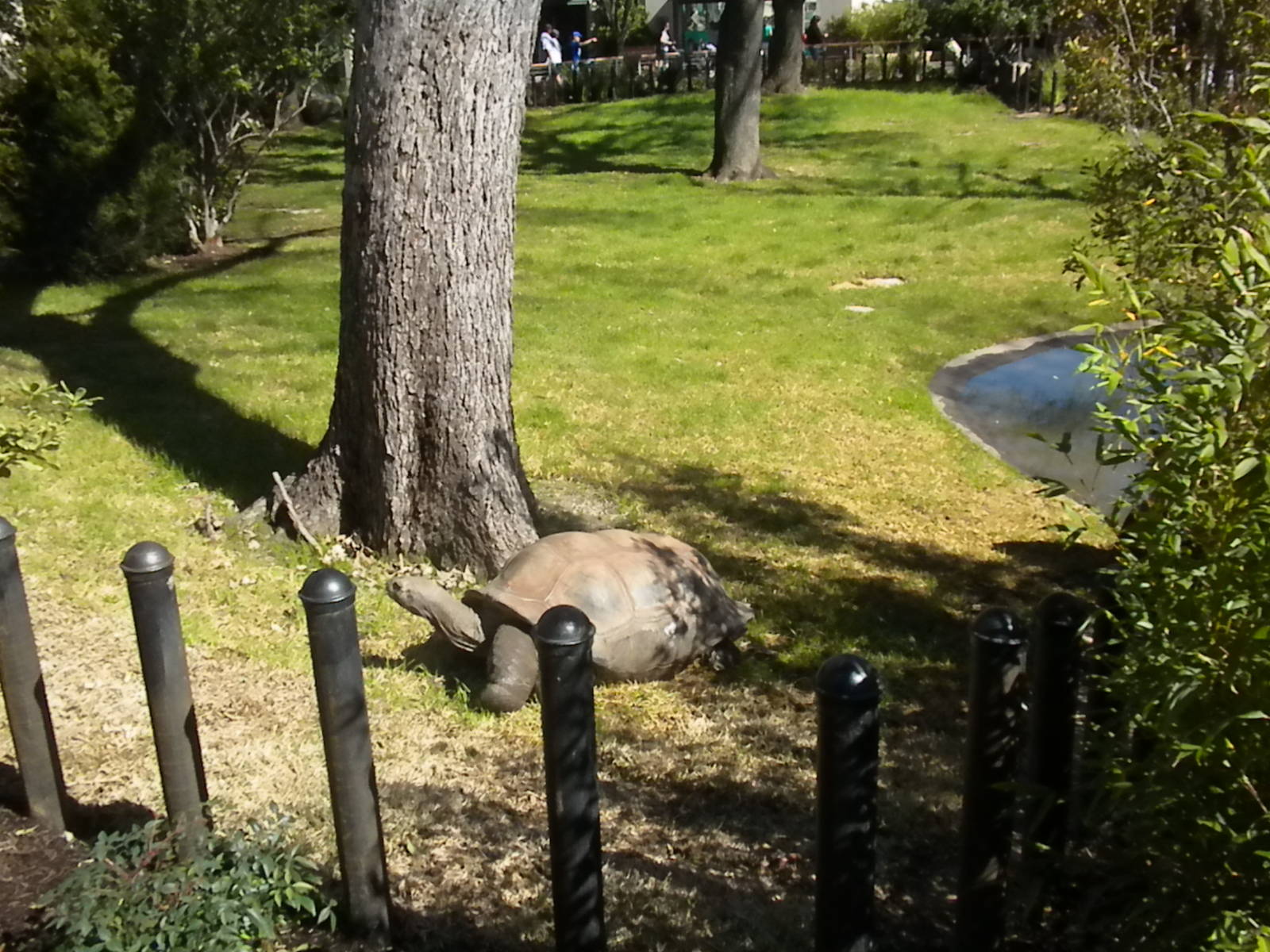 MOLA - Aldabra Tortoise