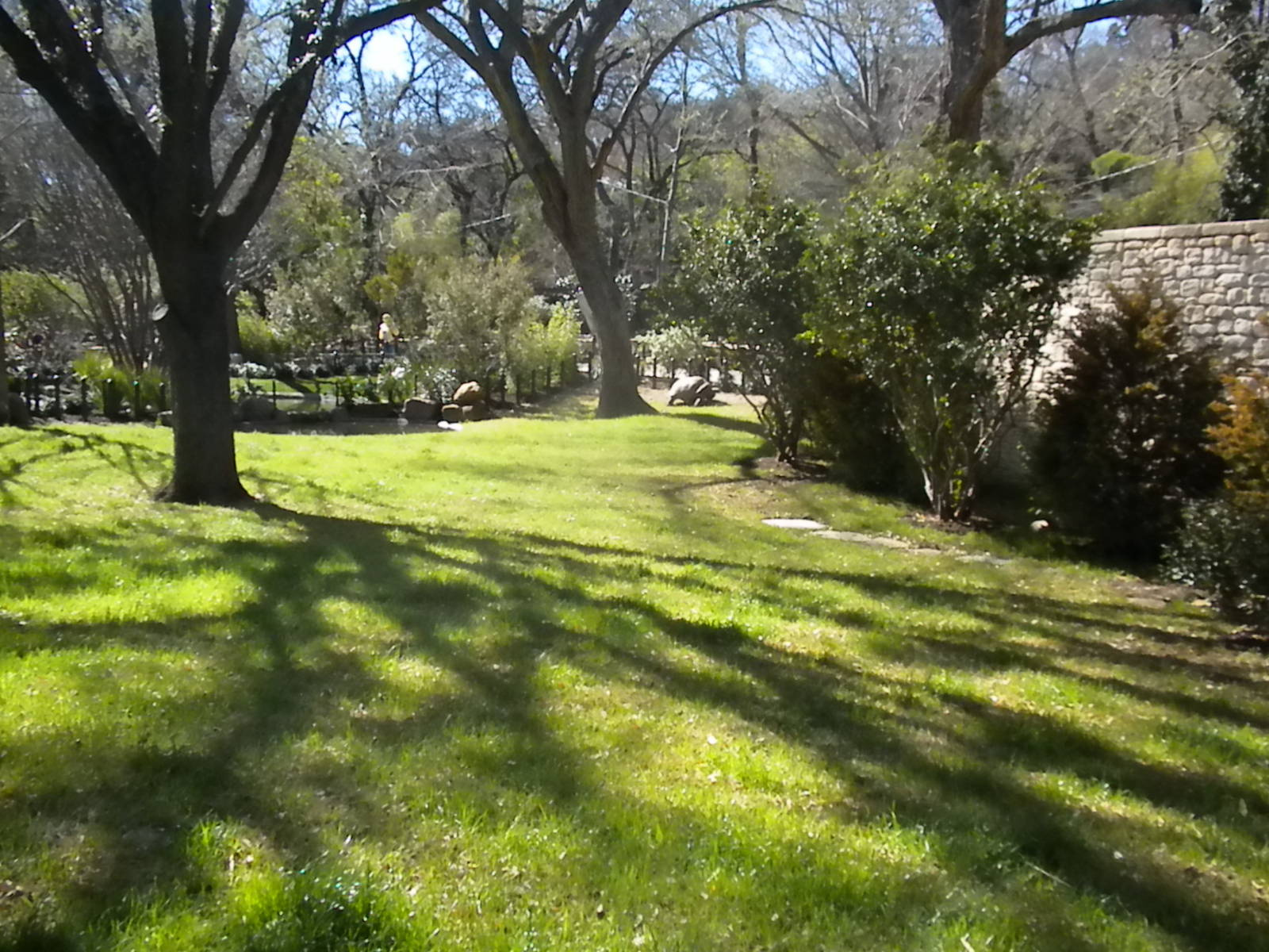 MOLA - Aldabra Tortoise