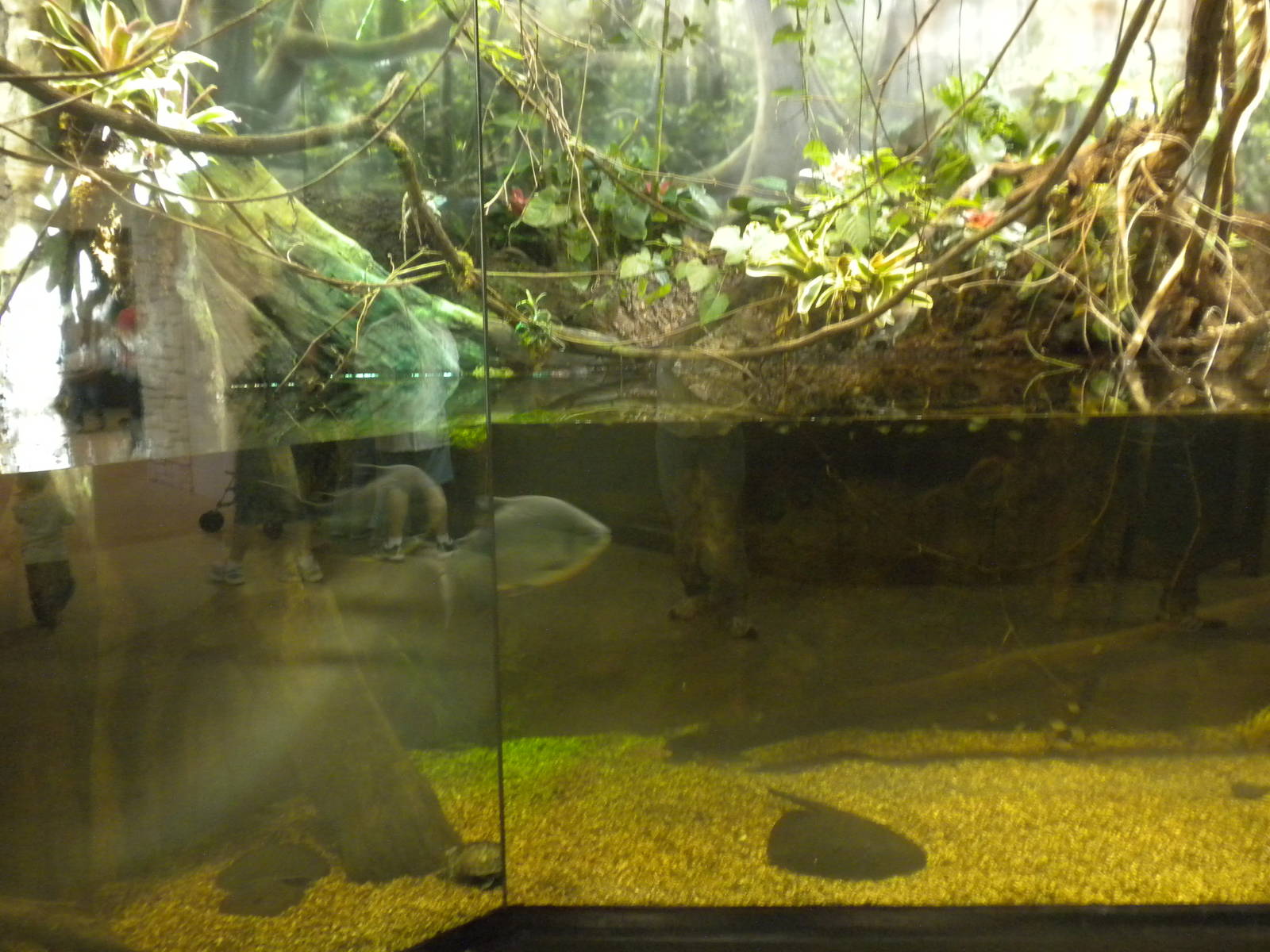 MOLA - Amazon Flooded Forest