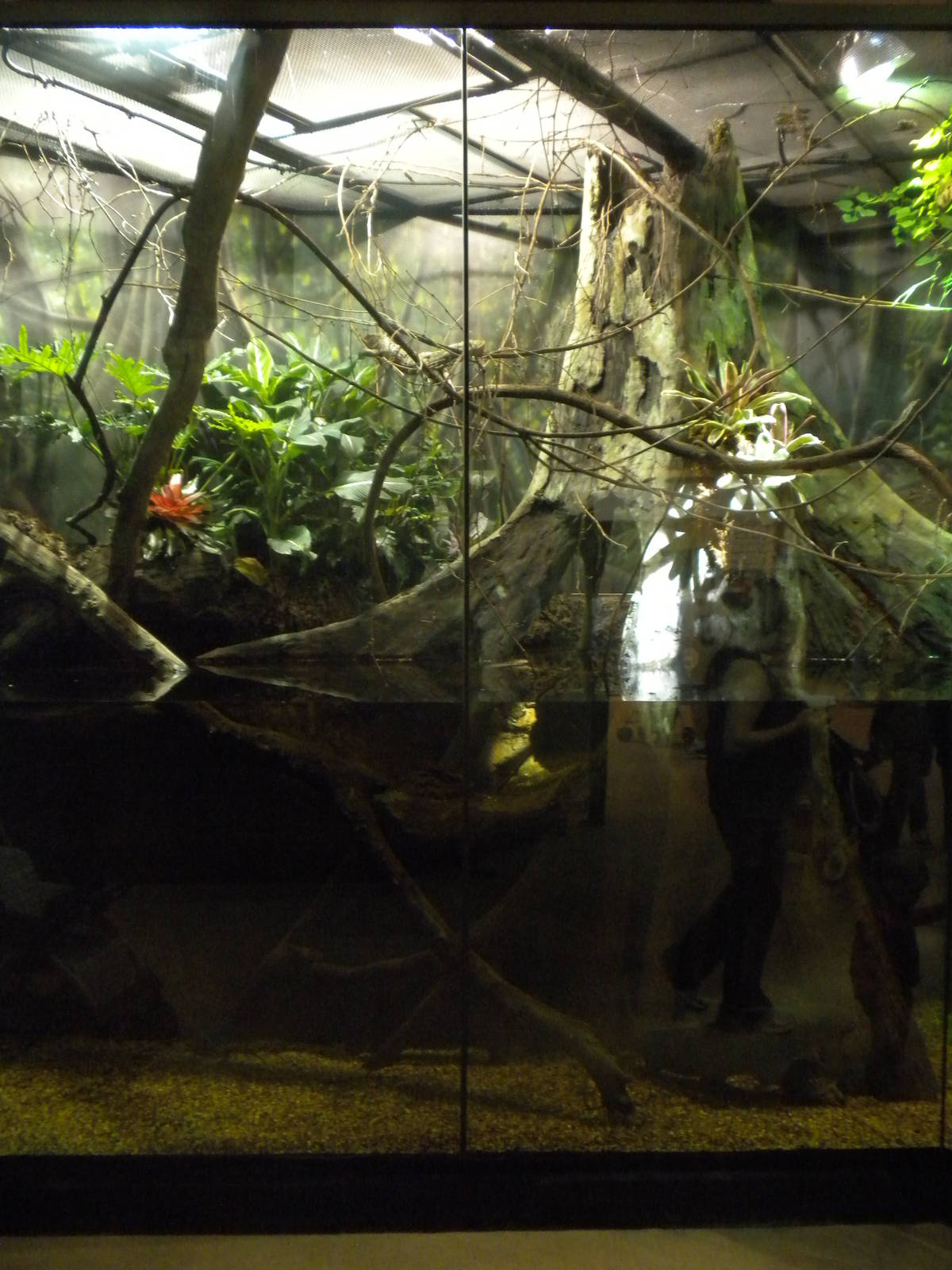 MOLA - Amazon Flooded Forest