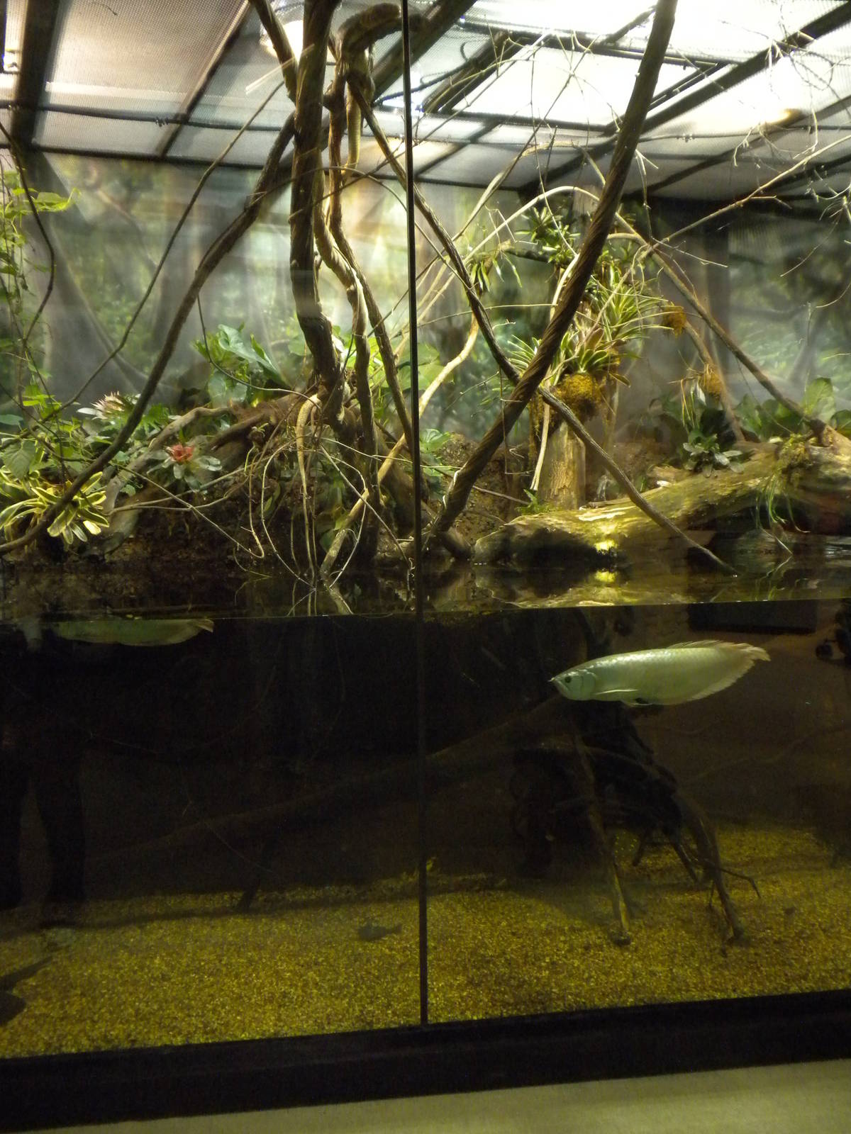 MOLA - Amazon Flooded Forest