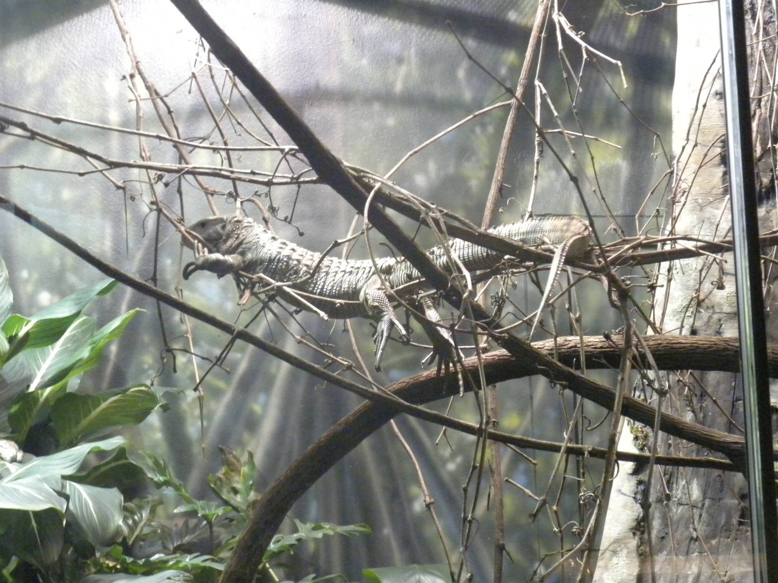 MOLA - Amazon Flooded Forest