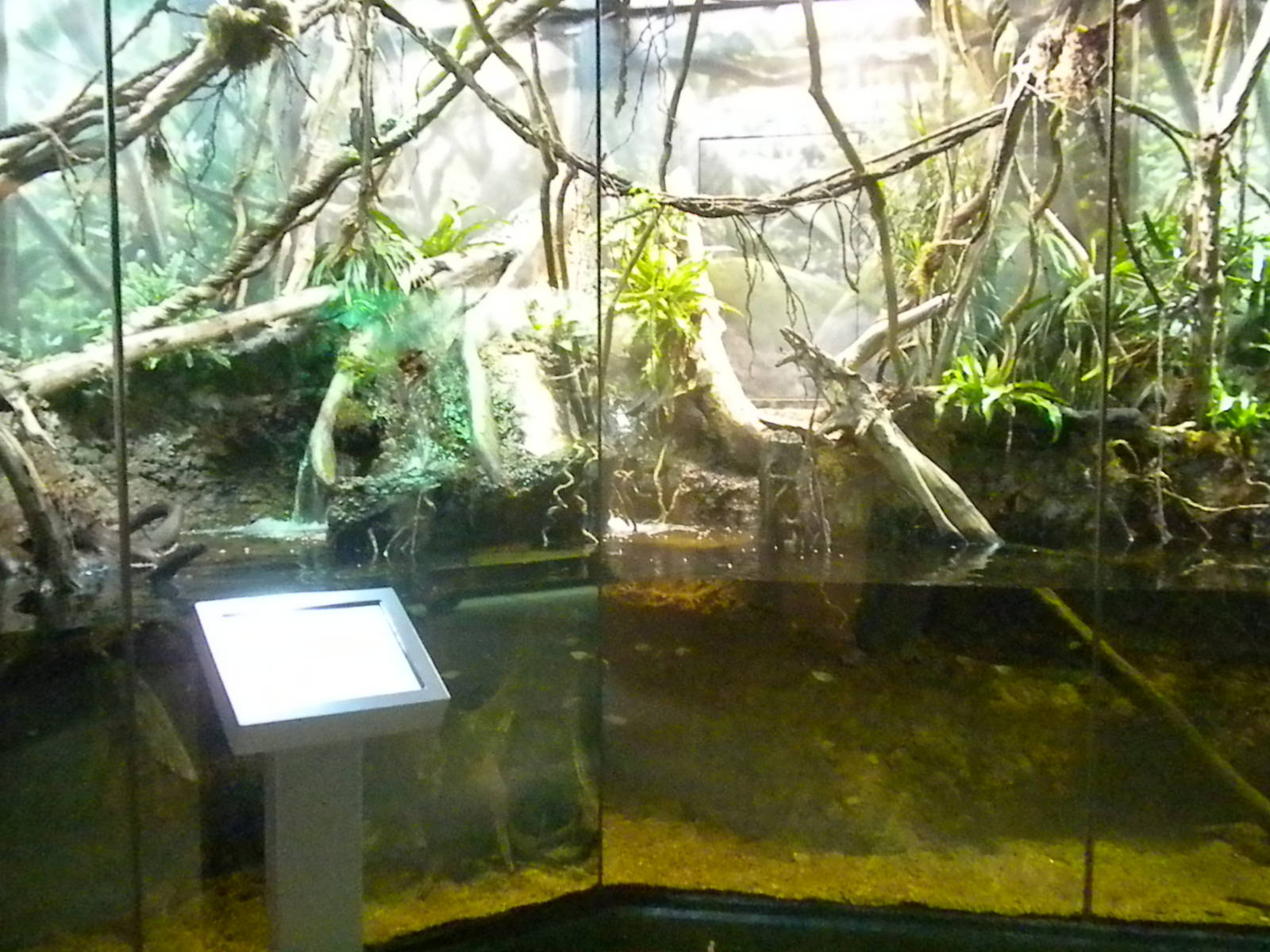 MOLA - Amazon Flooded Forest