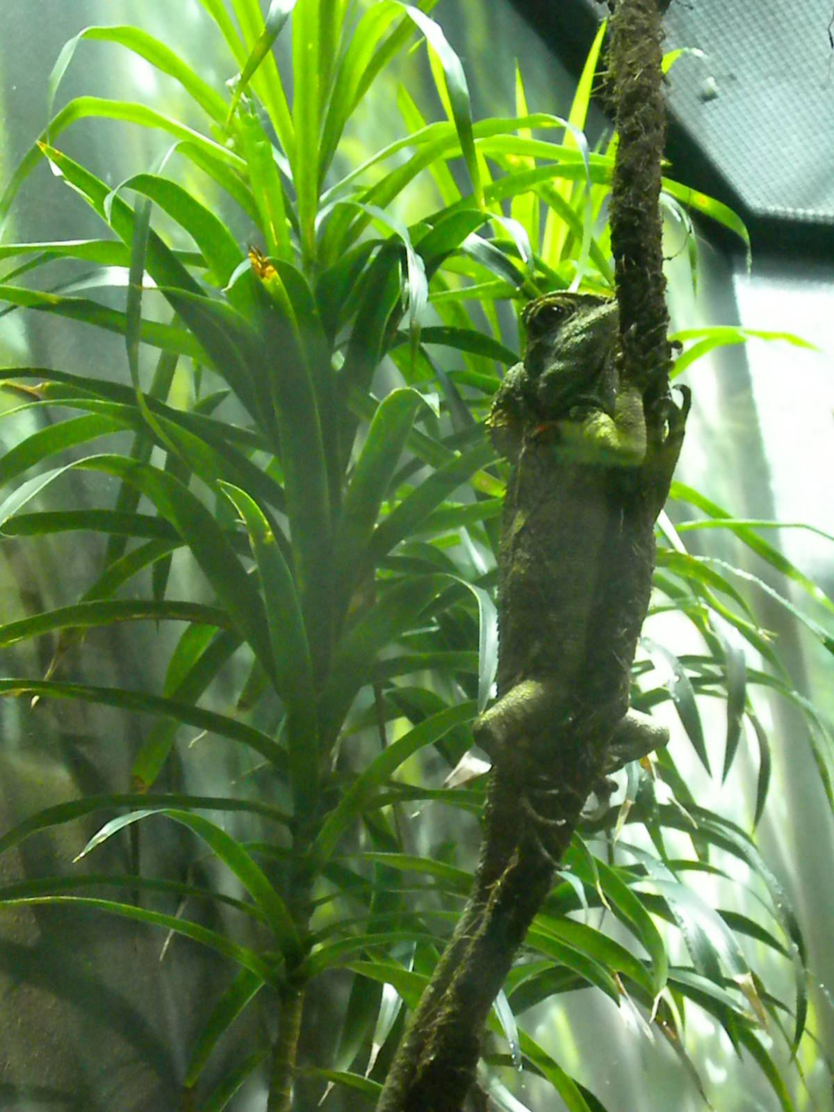 MOLA - Amazon Flooded Forest