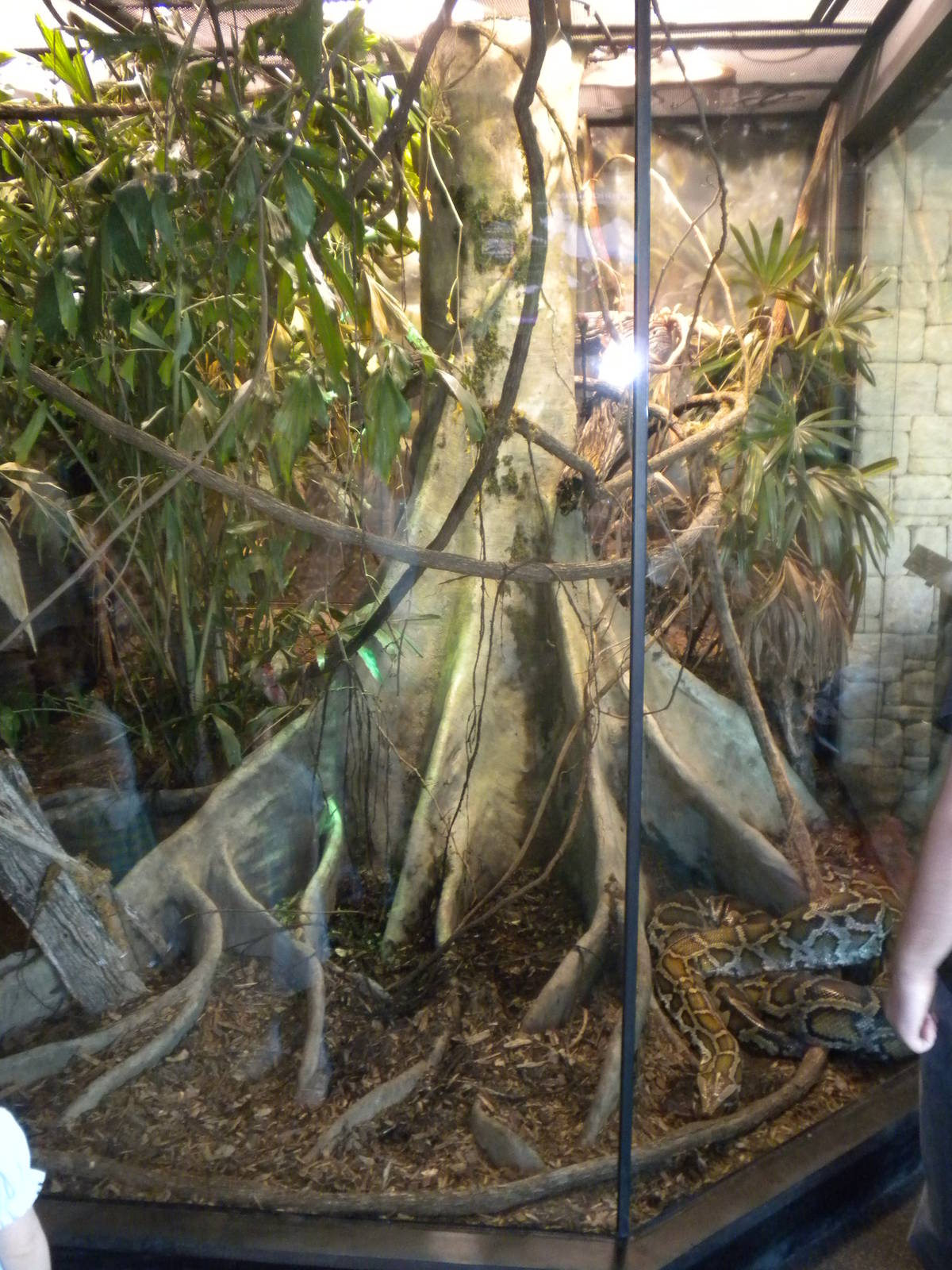 MOLA - Burmese Python