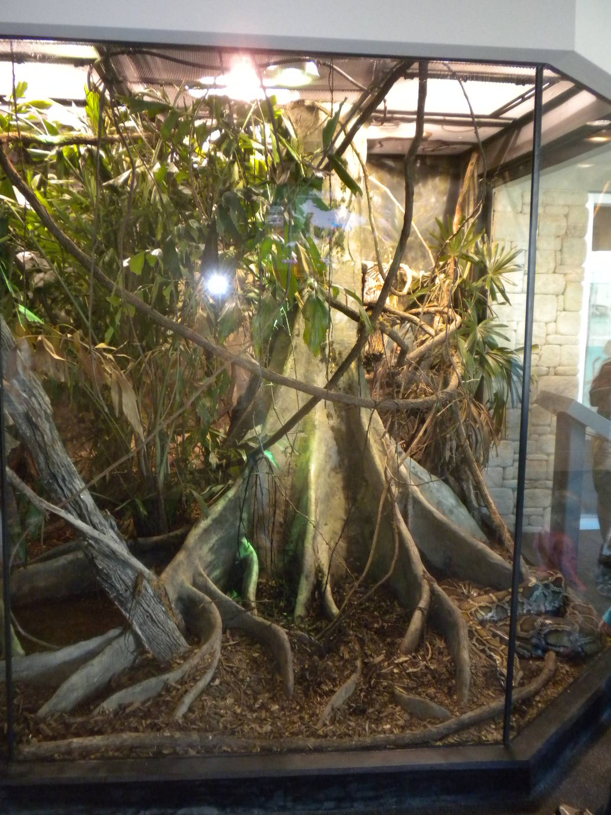 MOLA - Burmese Python