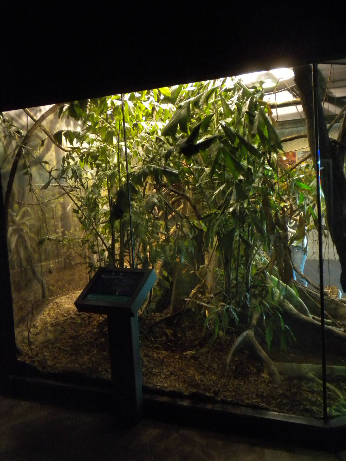 MOLA - Burmese Python