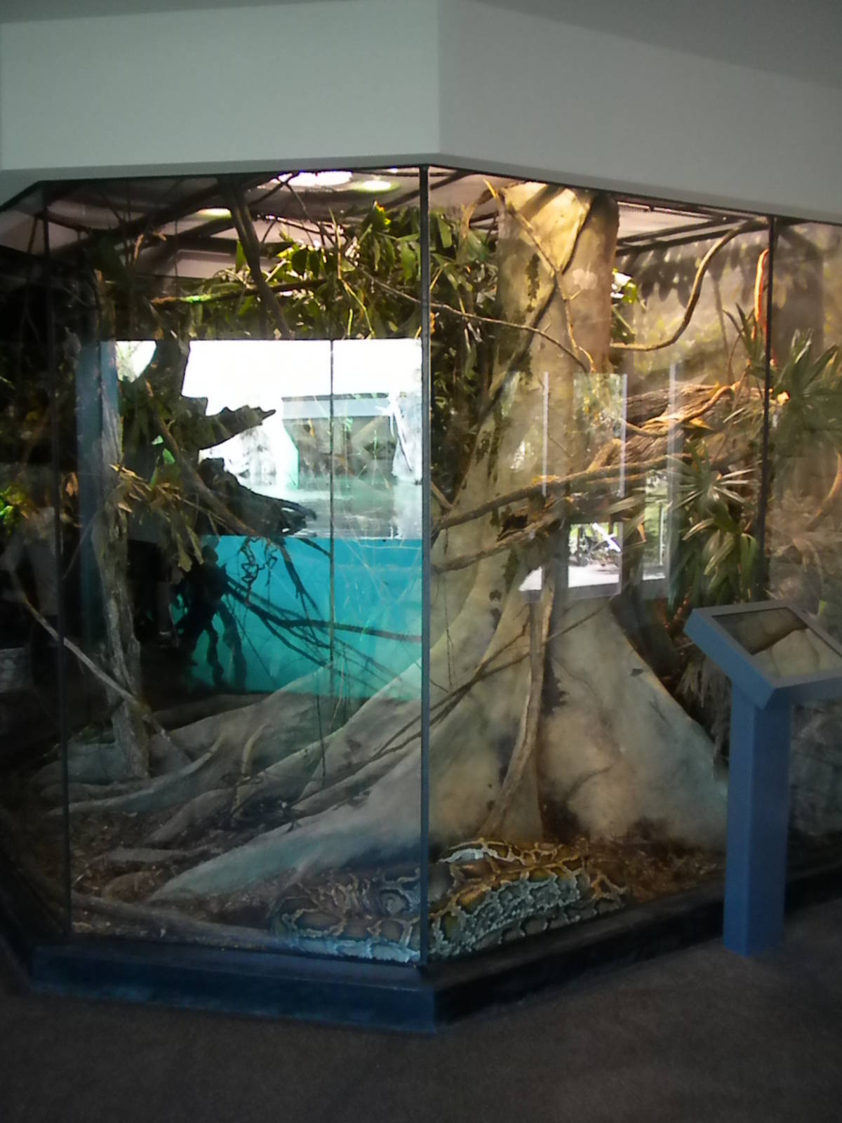 MOLA - Burmese Python