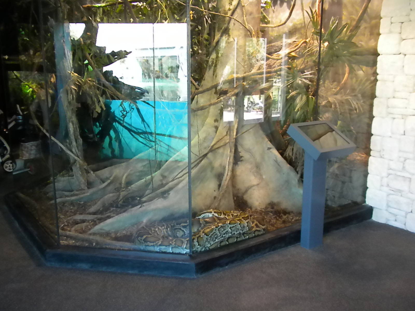 MOLA - Burmese Python