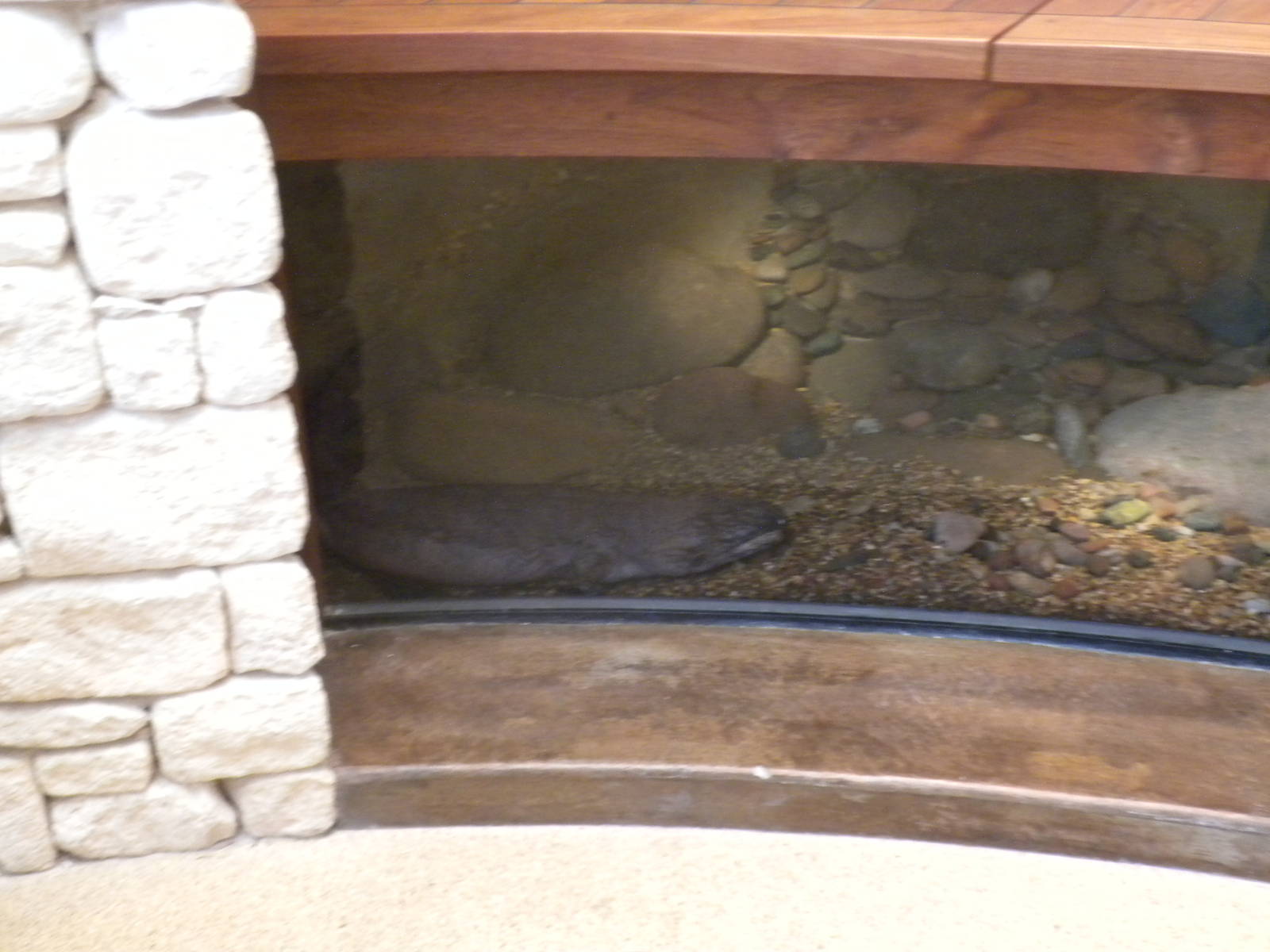 MOLA - Chinese Giant Salamander