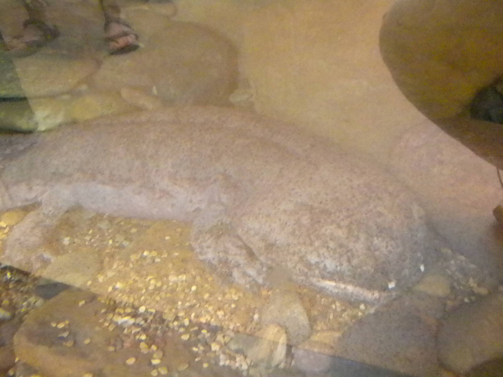 MOLA - Chinese Giant Salamander