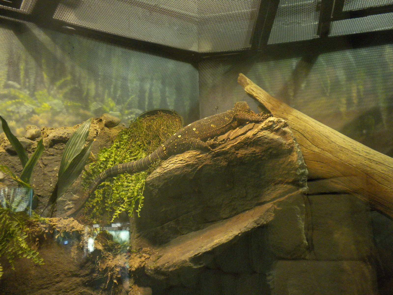 MOLA - Crocodile Monitor