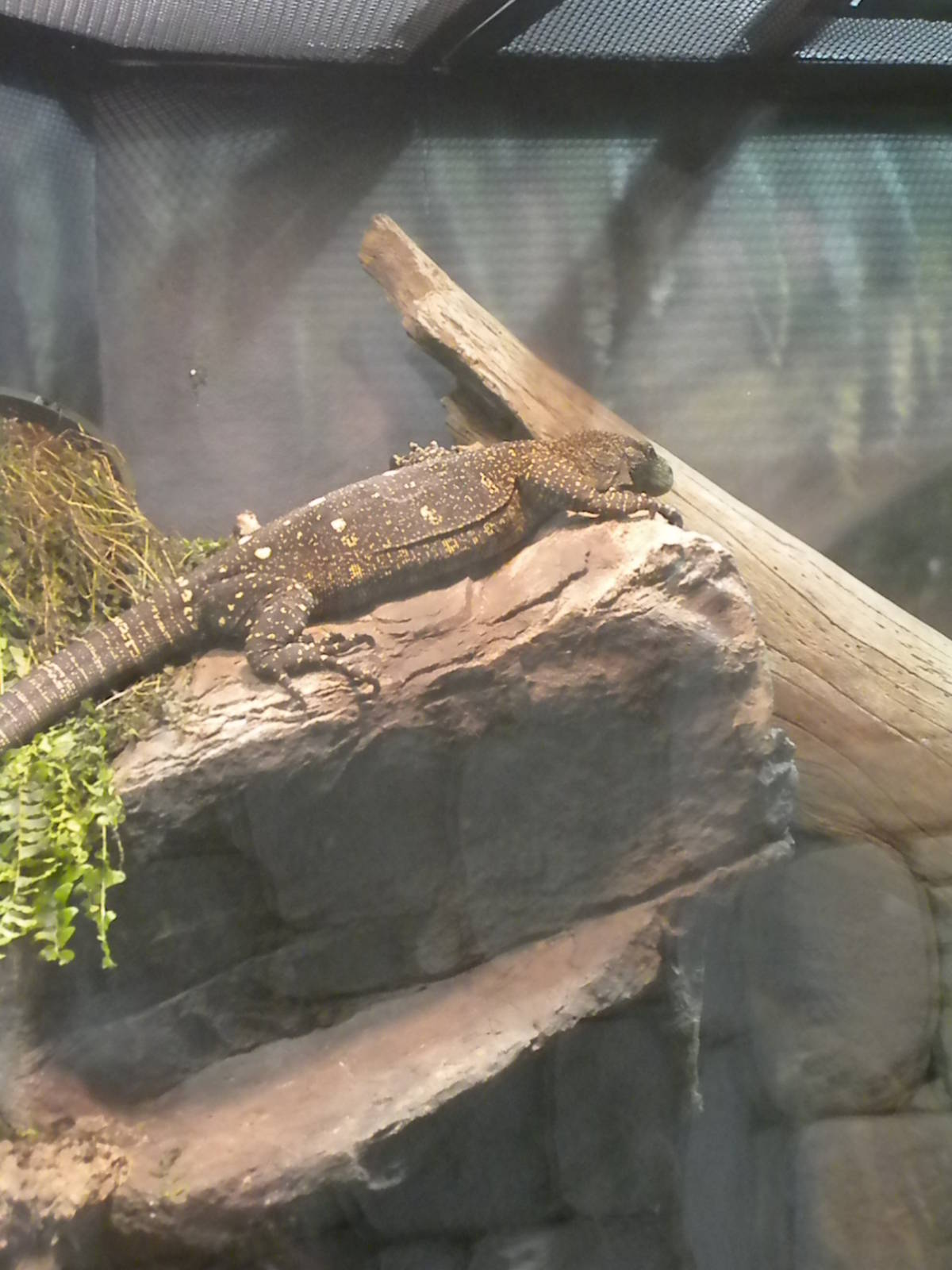 MOLA - Crocodile Monitor