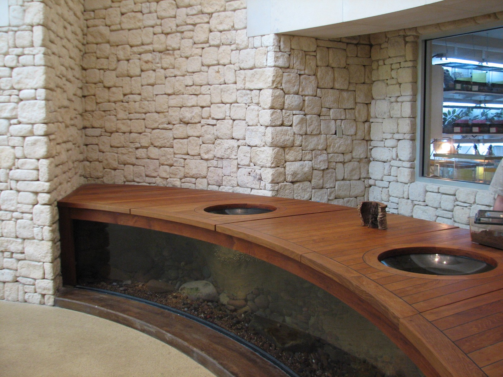 MOLA - Discovery Hub - Chinese Giant Salamander Exhibit and Counter