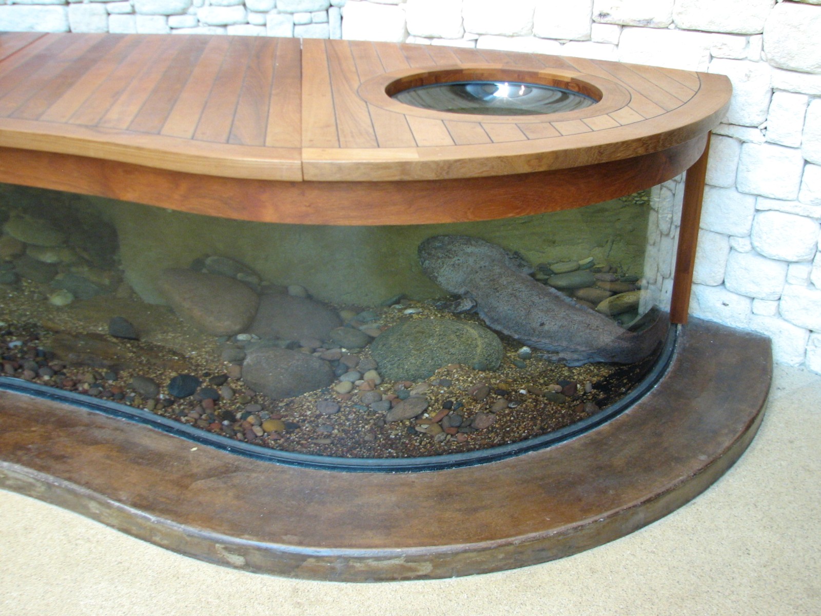 MOLA - Discovery Hub - Chinese Giant Salamander Exhibit
