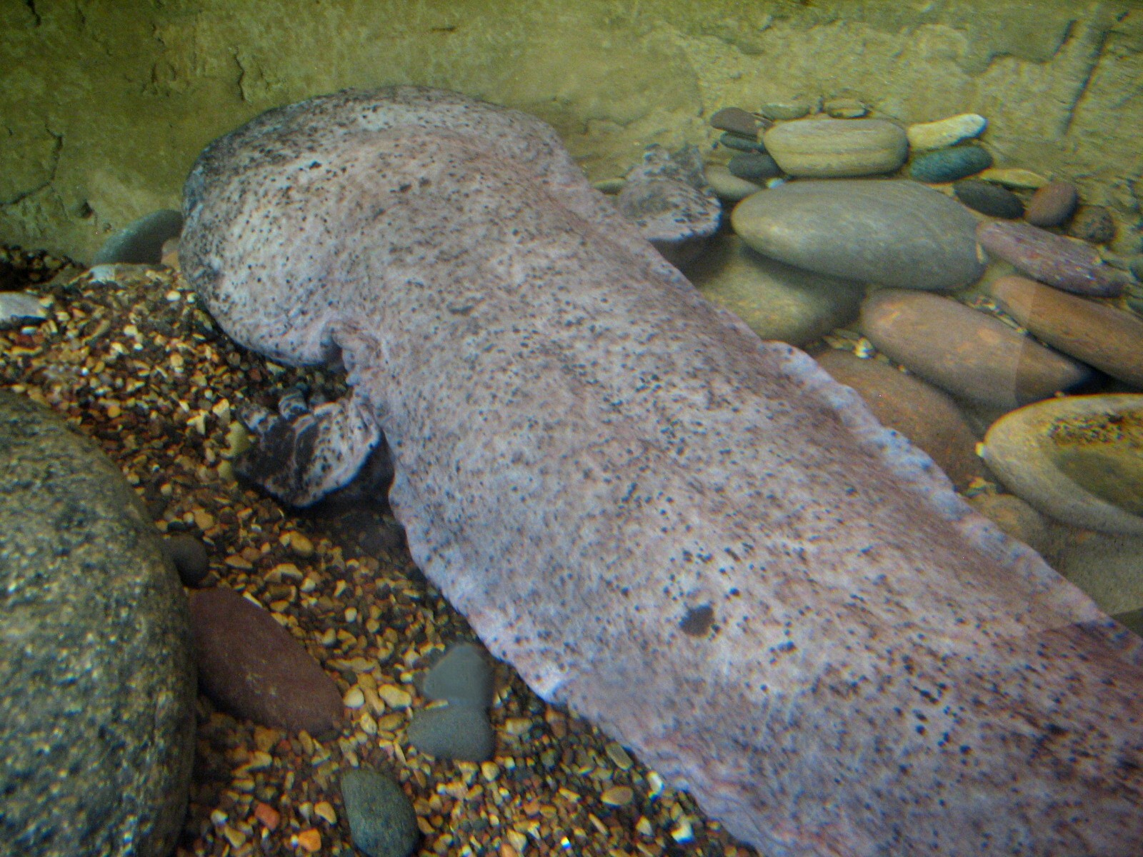 MOLA - Discovery Hub - Chinese Giant Salamander