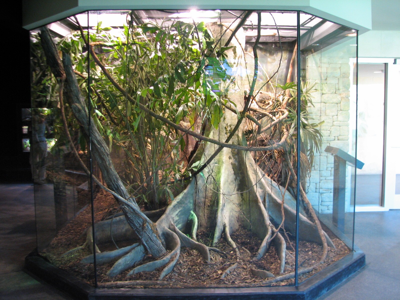 MOLA - Diversity Gallery - Burmese Python Exhibit