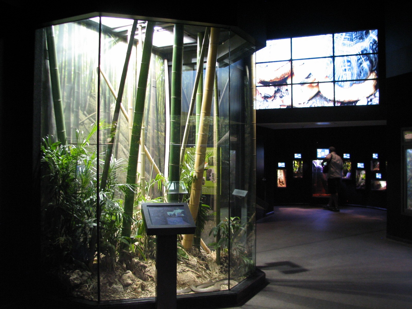 MOLA - Diversity Gallery - King Cobra Exhibit