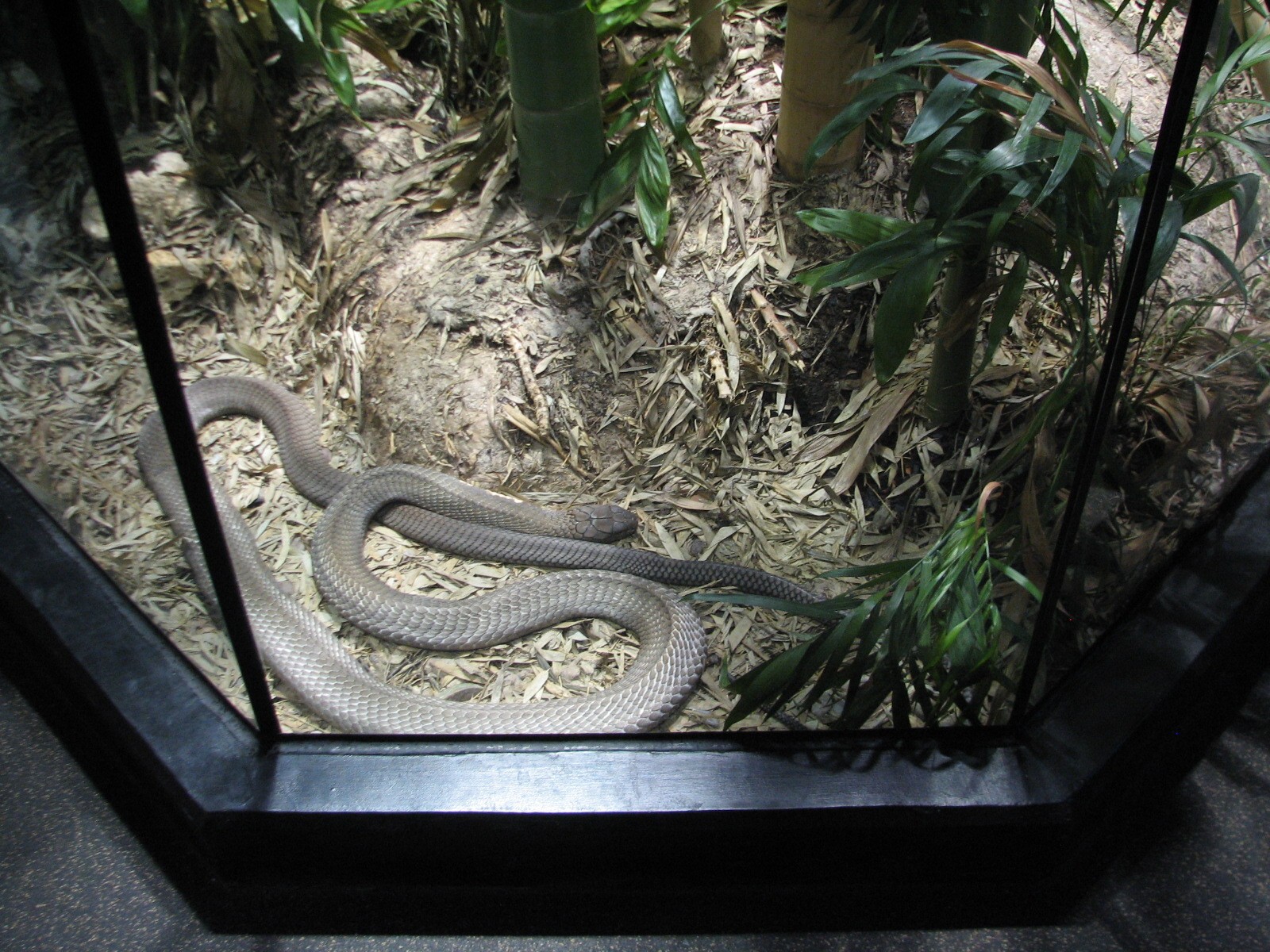 MOLA - Diversity Gallery - King Cobra Exhibit