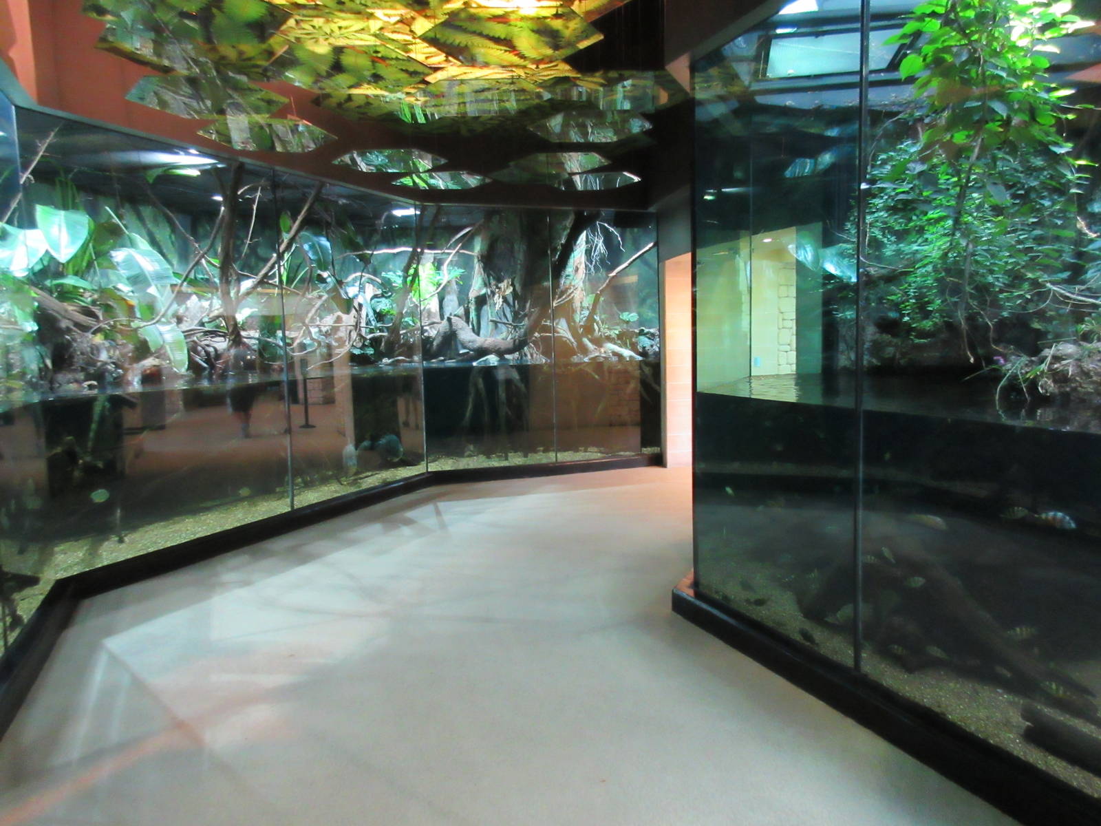 MOLA - Flooded Forest Exhibit (two enormous habitats)