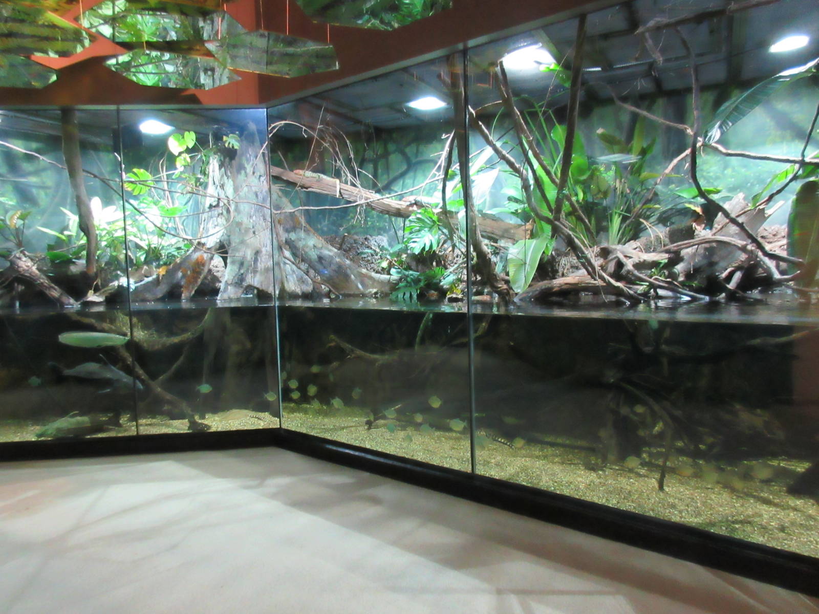 MOLA - Flooded Forest Exhibit