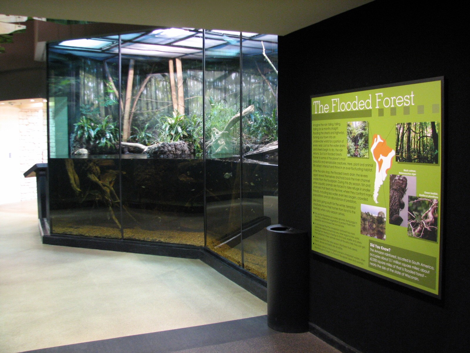 MOLA - Flooded Forest Exhibit