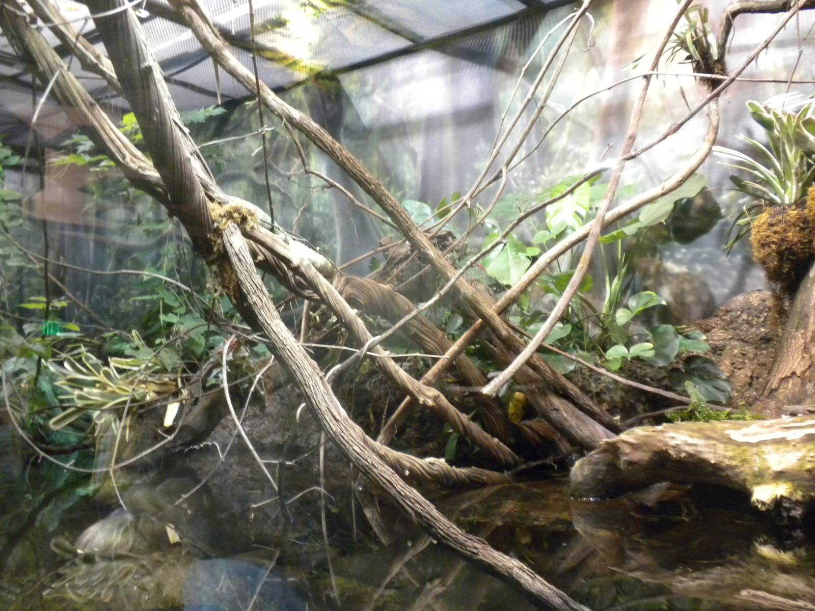 MOLA - Flooded Forest