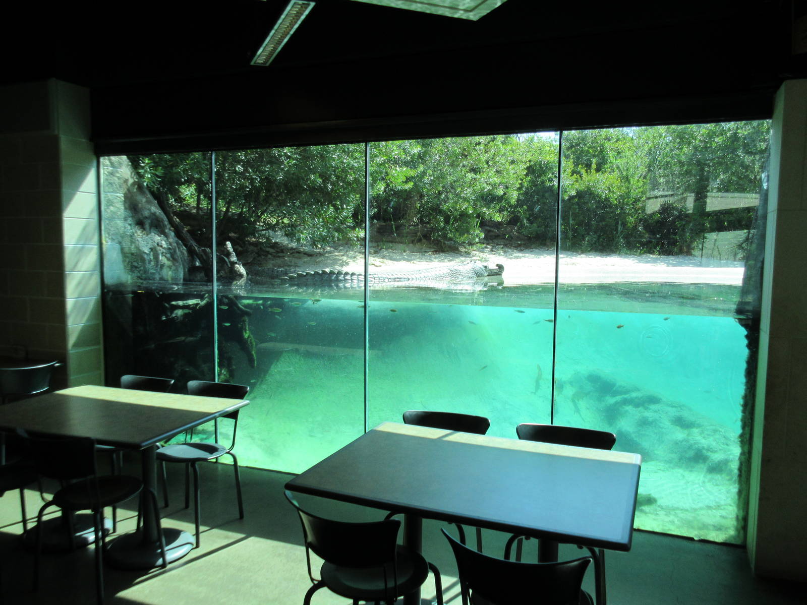 MOLA - Gharial River Exhibit
