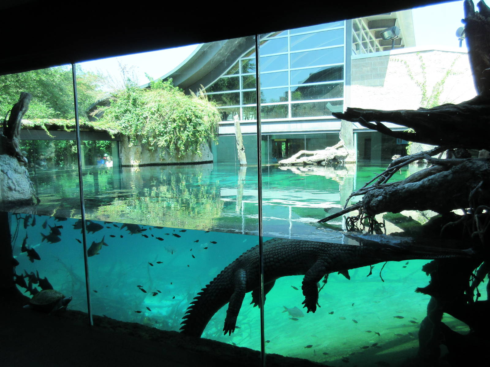 MOLA - Gharial River Exhibit