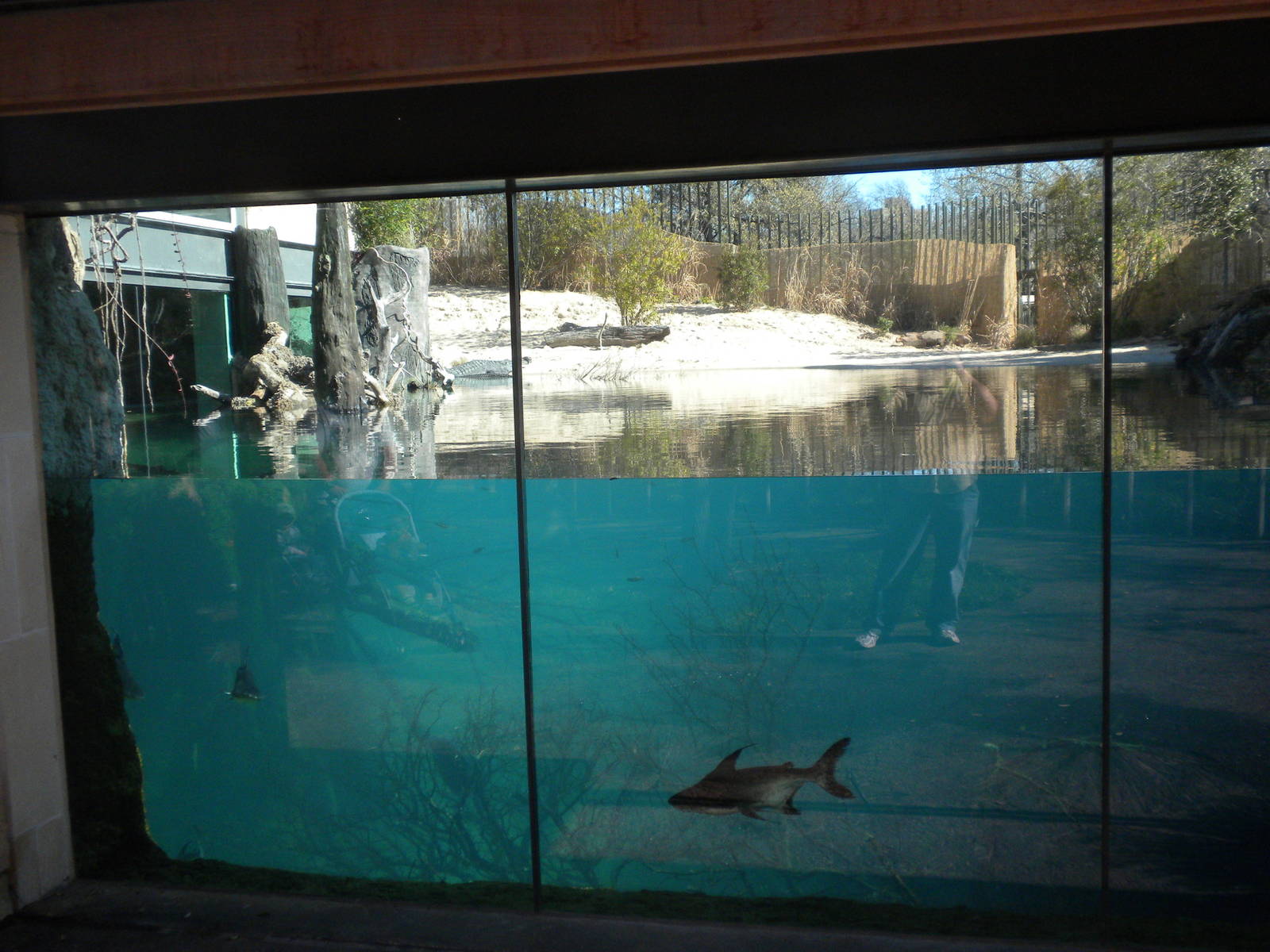 MOLA - Gharial River