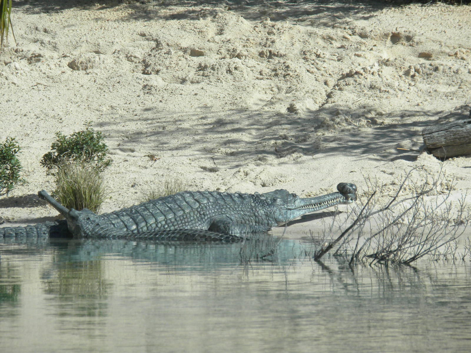 MOLA - Gharial River