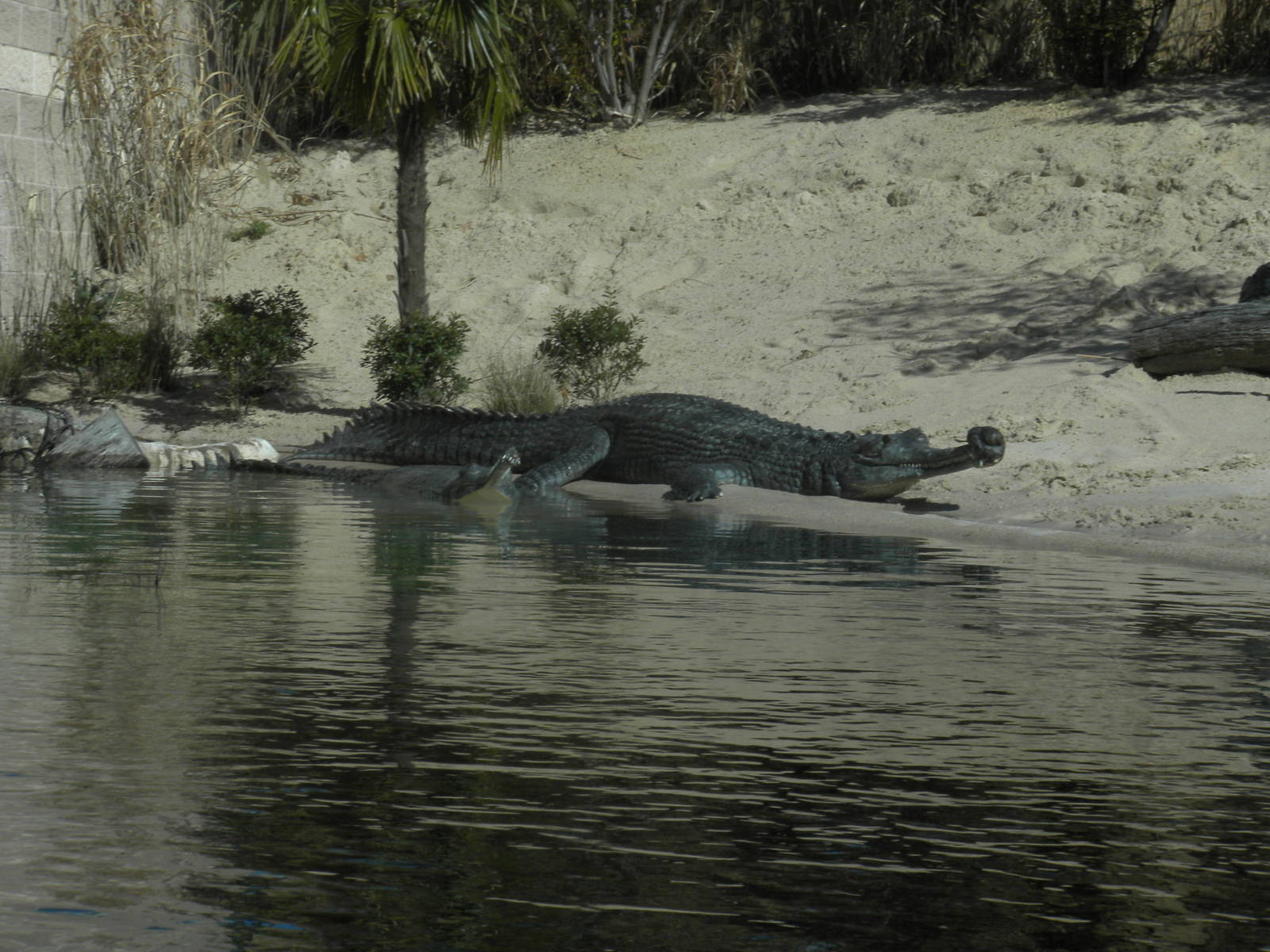 MOLA - Gharial River