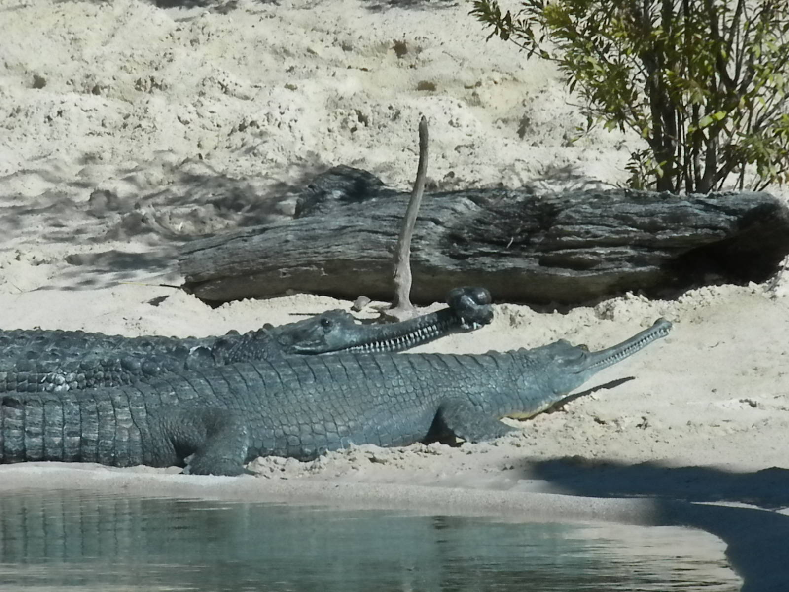 MOLA - Gharial River