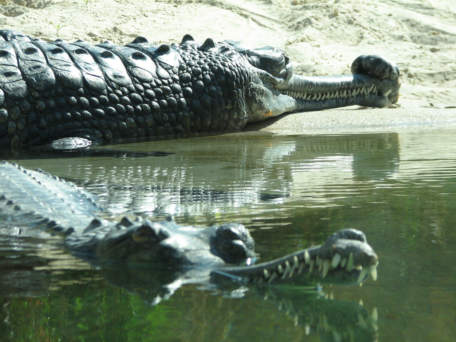 MOLA - Gharial River