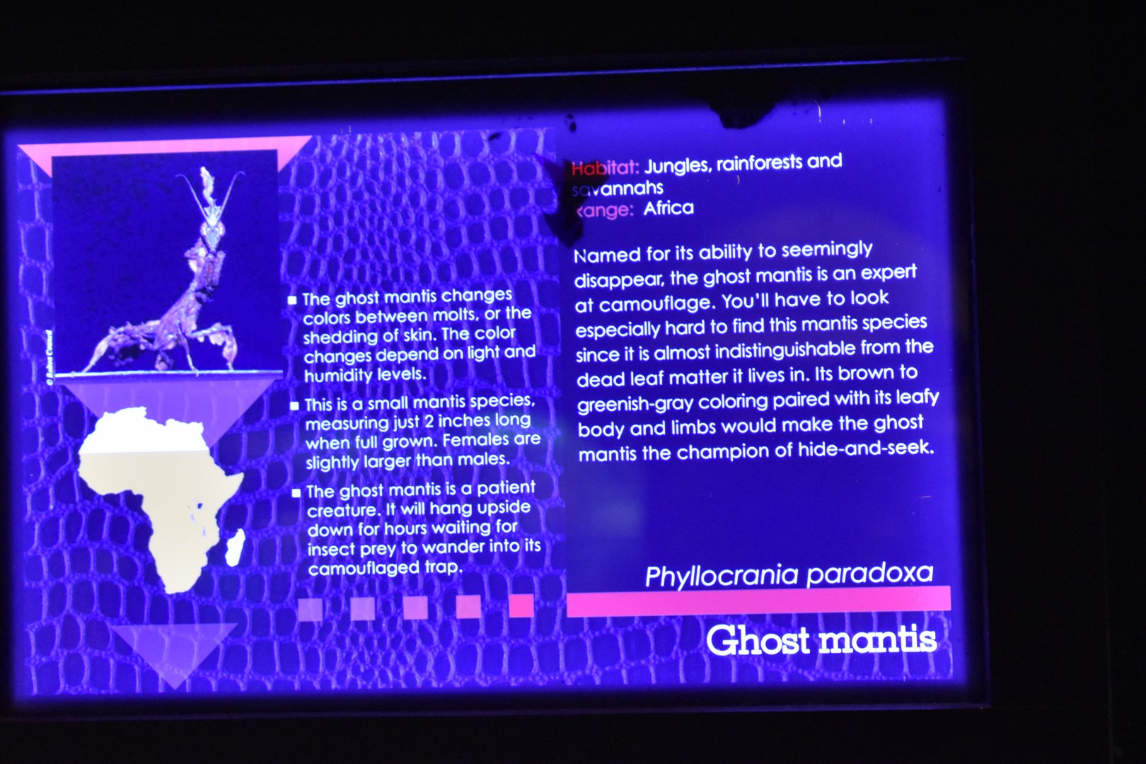 MOLA Ghost Mantis Signage