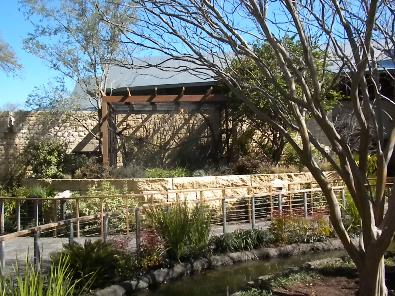 MOLA - Golden Lion Tamarin