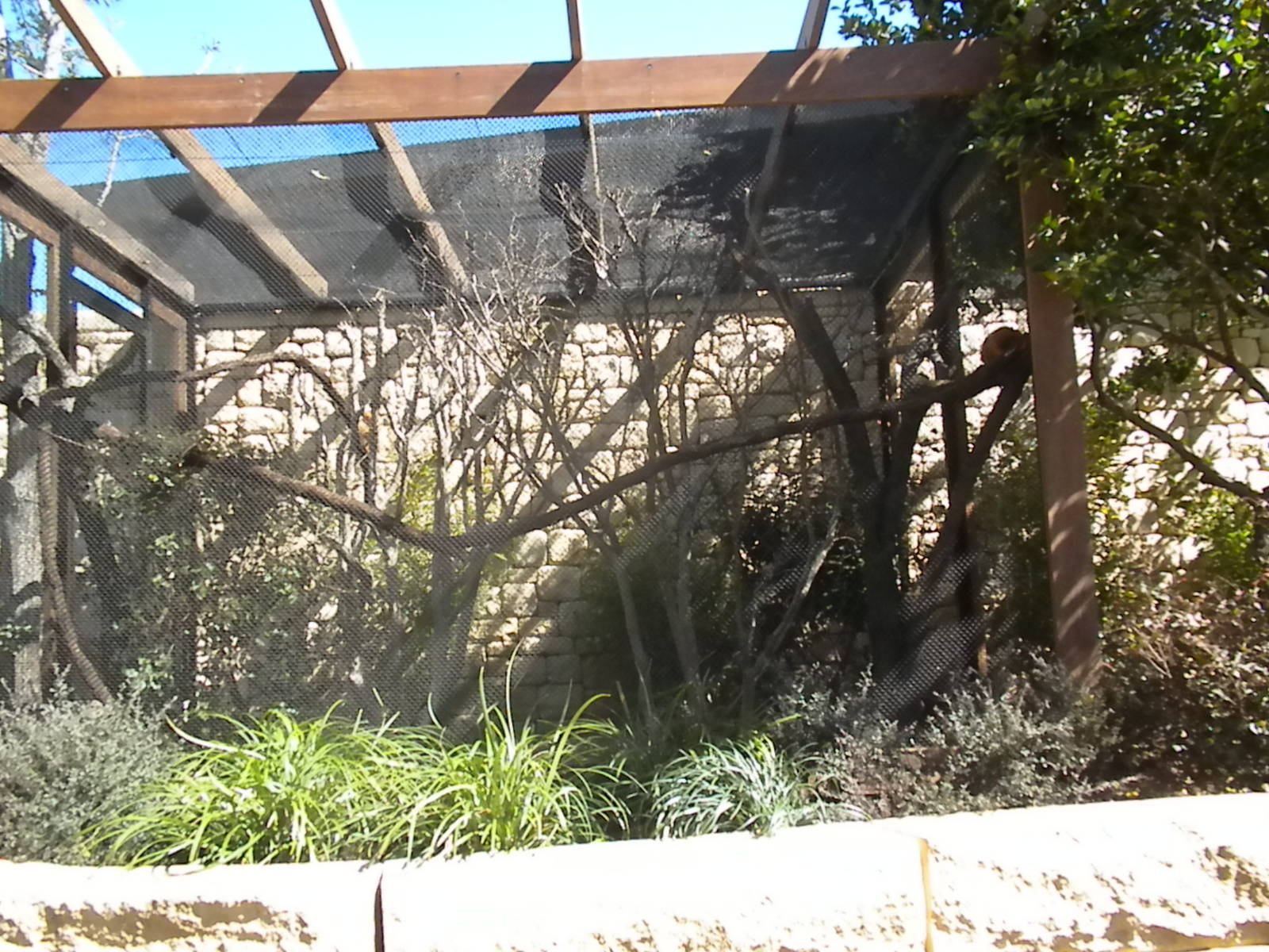 MOLA - Golden Lion Tamarin