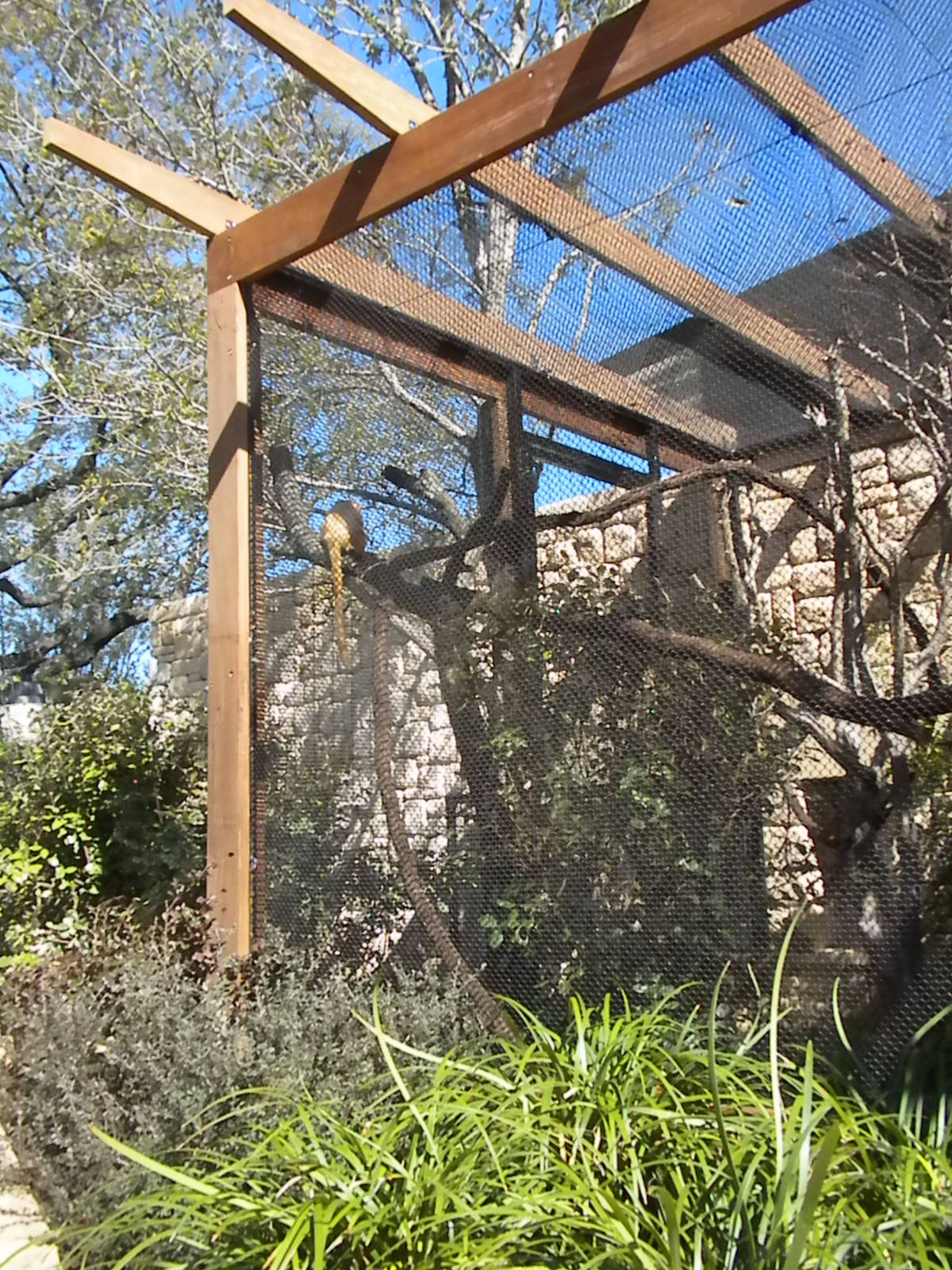 MOLA - Golden Lion Tamarin
