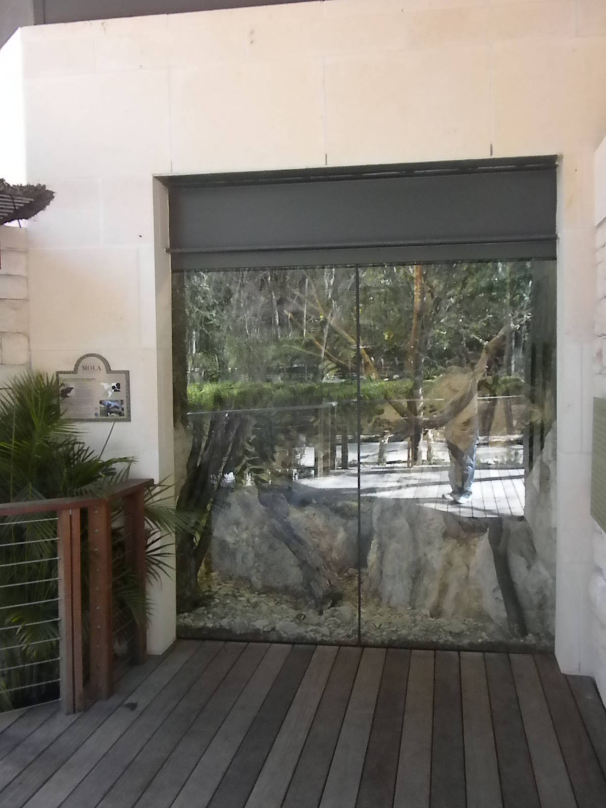 MOLA - Grand Caymen Iguana