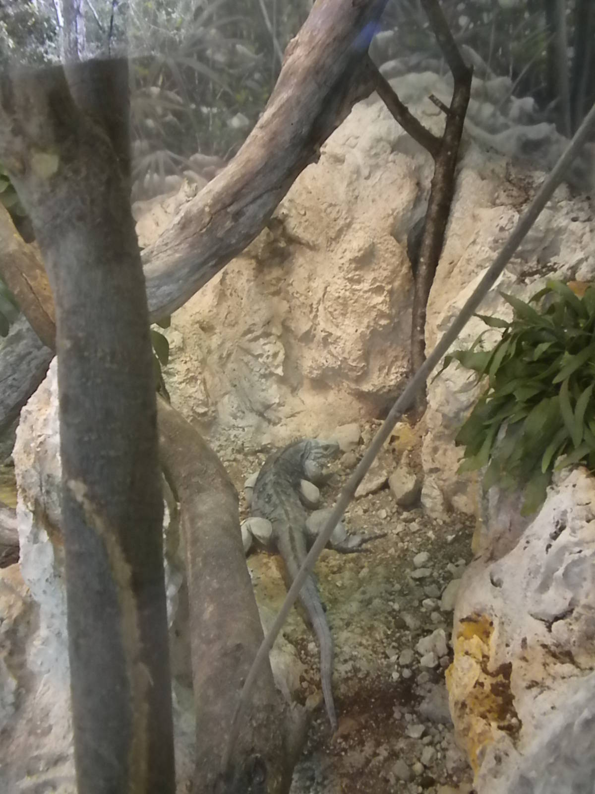 MOLA - Grand Caymen Iguana